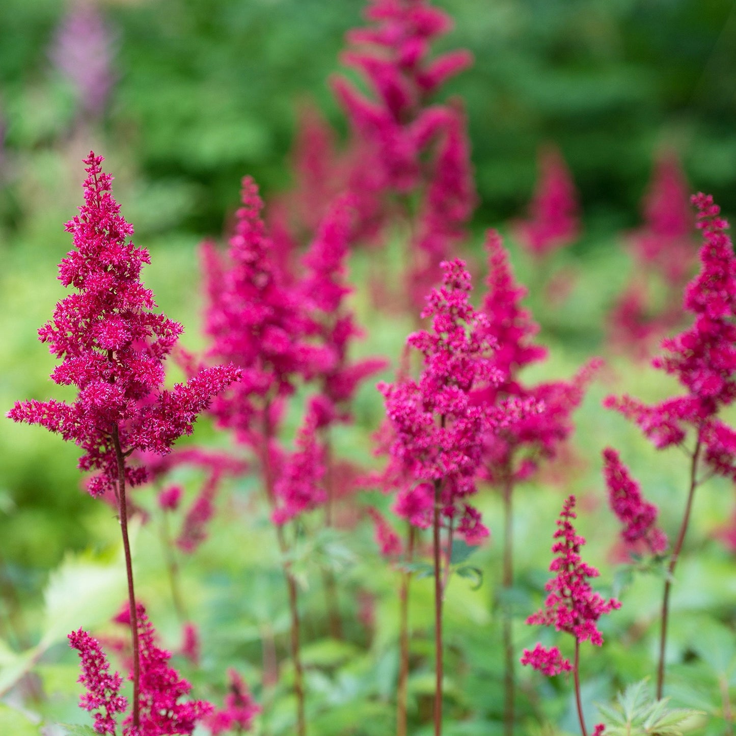 Easy to Grow Astilbe Maggie Daley 1 Plant Bareroot - Summer Rose-Pink Blooms in Shade, Pollinator Friendly Flowers (False Spirea, Goat's Beard)
