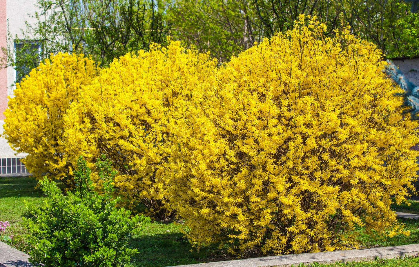 Votaniki Forsythia Lynwood Gold 1-2 Ft Plant - Perennial, Lynwood Variety, Fast Growing Tree | Forsythia Lynwood Gold Shrub - Low Maintenance Flower Plants (2 Pack)