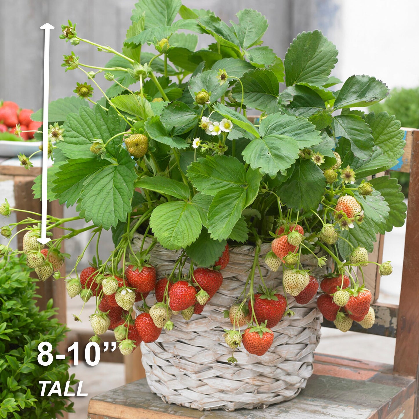 Garden State Bulb Tristar Everbearing Strawberry Bare Root Crowns, Non-GMO, Spring Planting (Bag of 40)