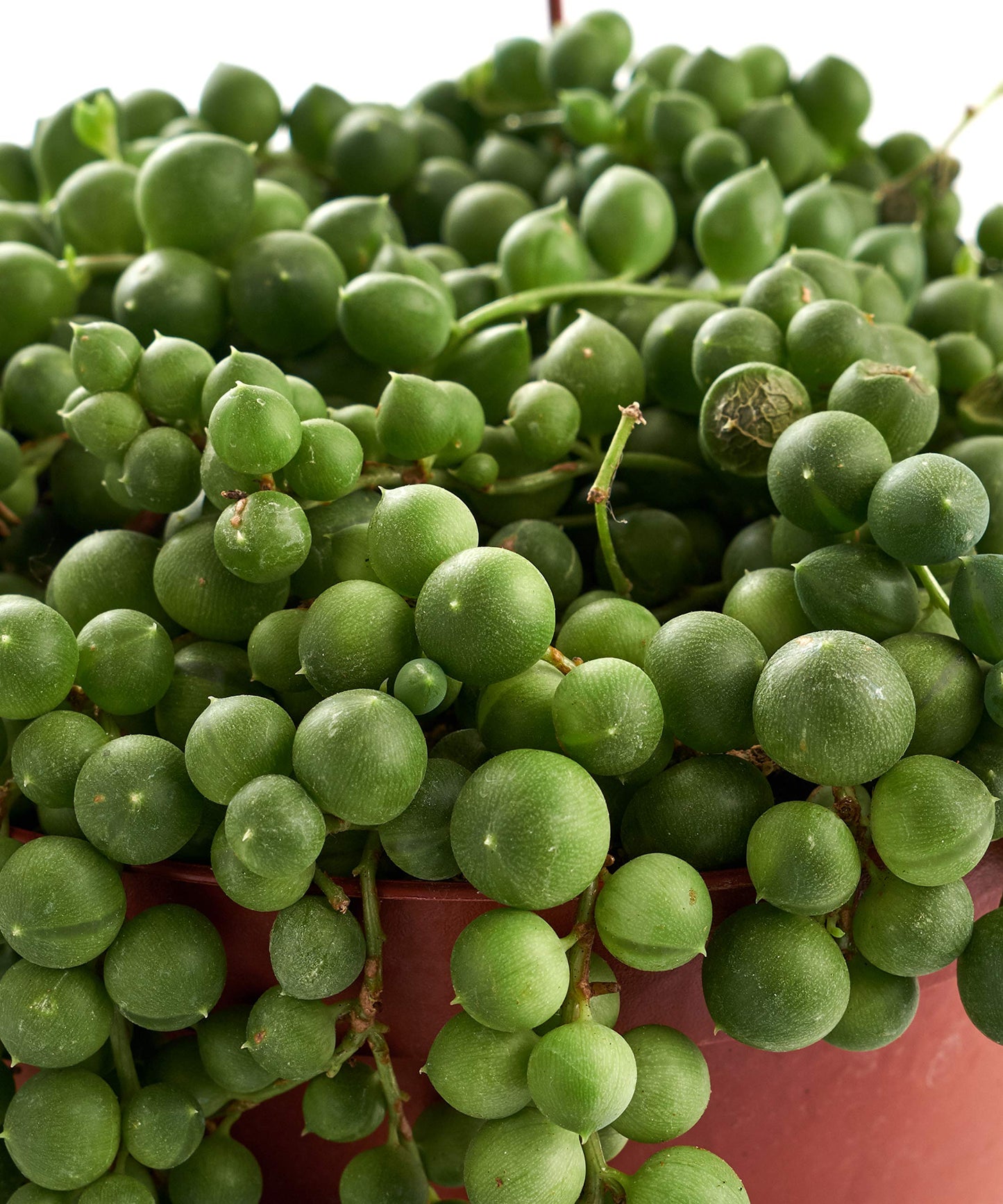 Shop Succulents | Hanging Collection of Live Succulent Plants, Hand Selected String of Pearls & Burrito Sedum Variety | Collection of 2 in 6" Grow Pot