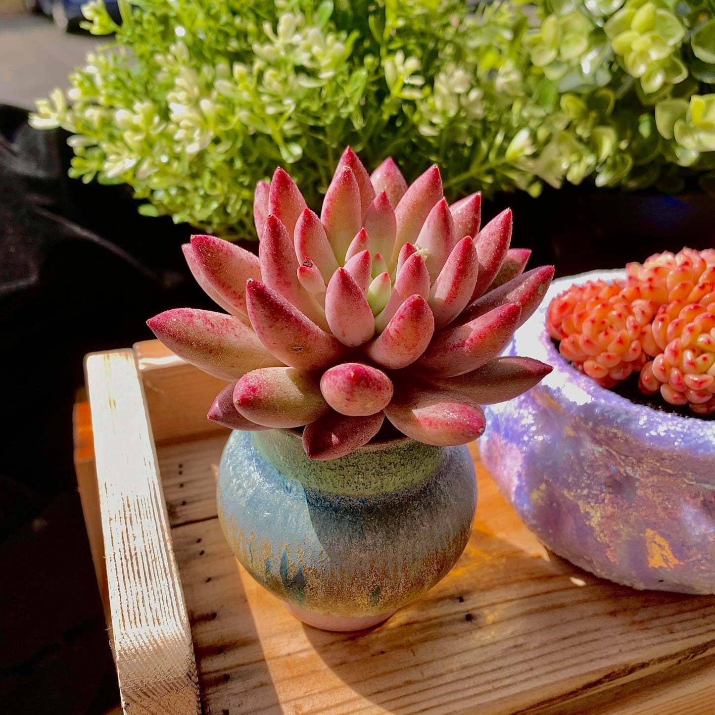 Generic Echeveria Cherry Rare Live Succulent Plants, 1 Head Pot Size 2"" Pink Live Plant, Excludes Pot & Soil, Garden Indoor Office Desk, Wedding Party Baby Shower Decor, Gift for Plant Enthusiasts