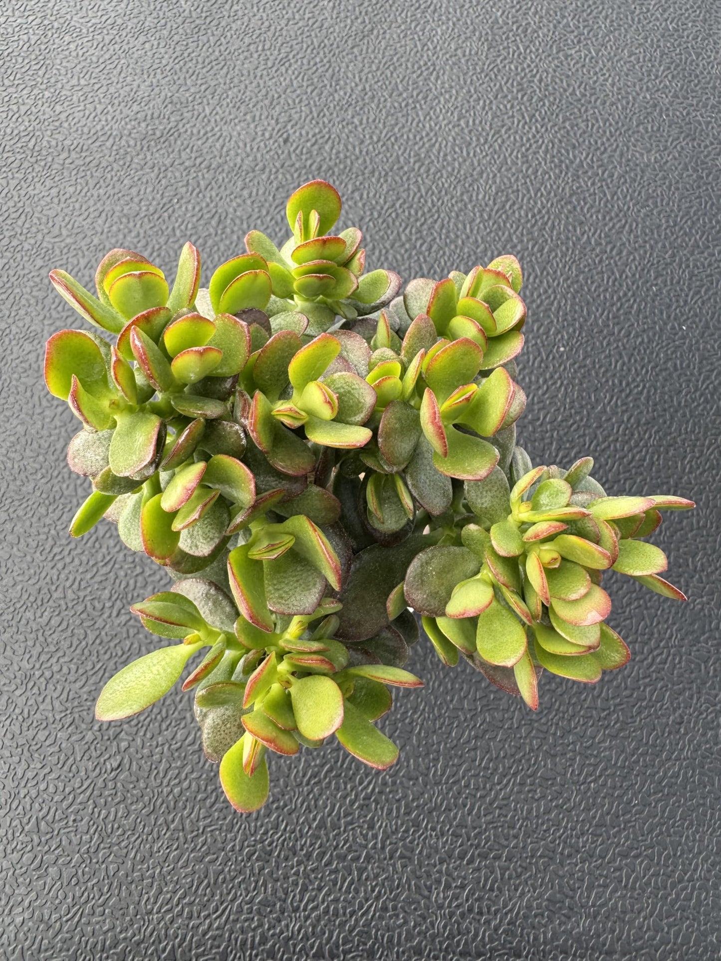 Sprout N Green Dwarf Jade with White Stripe Pot, Live Crassula Ovata Crosby's Compact, Rare Cute Succulent Plant in 4" Planter, Home Office Décor