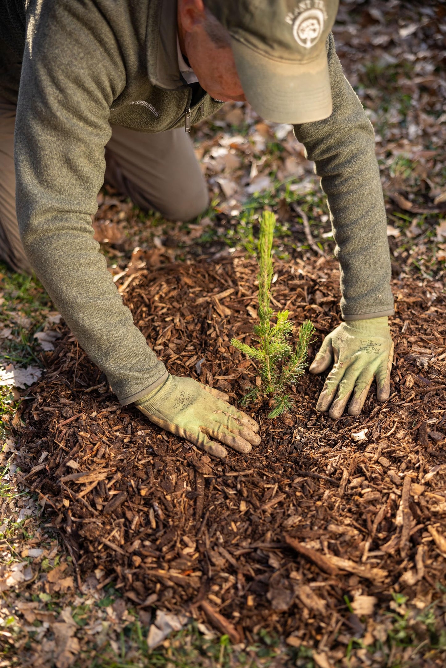 Norway Spruce Tree Seedlings Plugs | 6"-12" | Arbor Day Foundation (10-Pack)