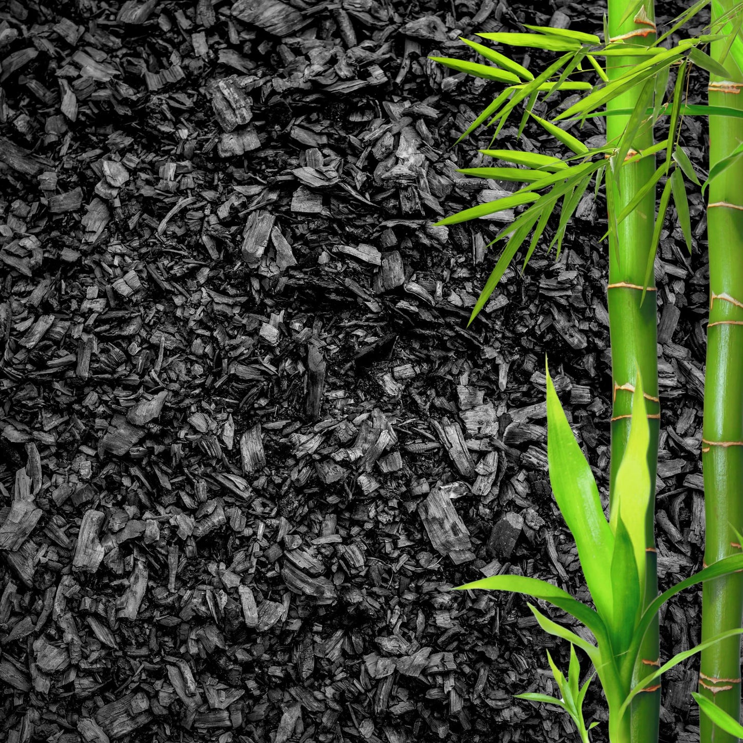 GARDENWISE Horticultural Charcoal for Plants – Organic Bio Char Soil Amendment for Terrariums, Indoor Plants & Gardening, Made in USA (5 quarts)