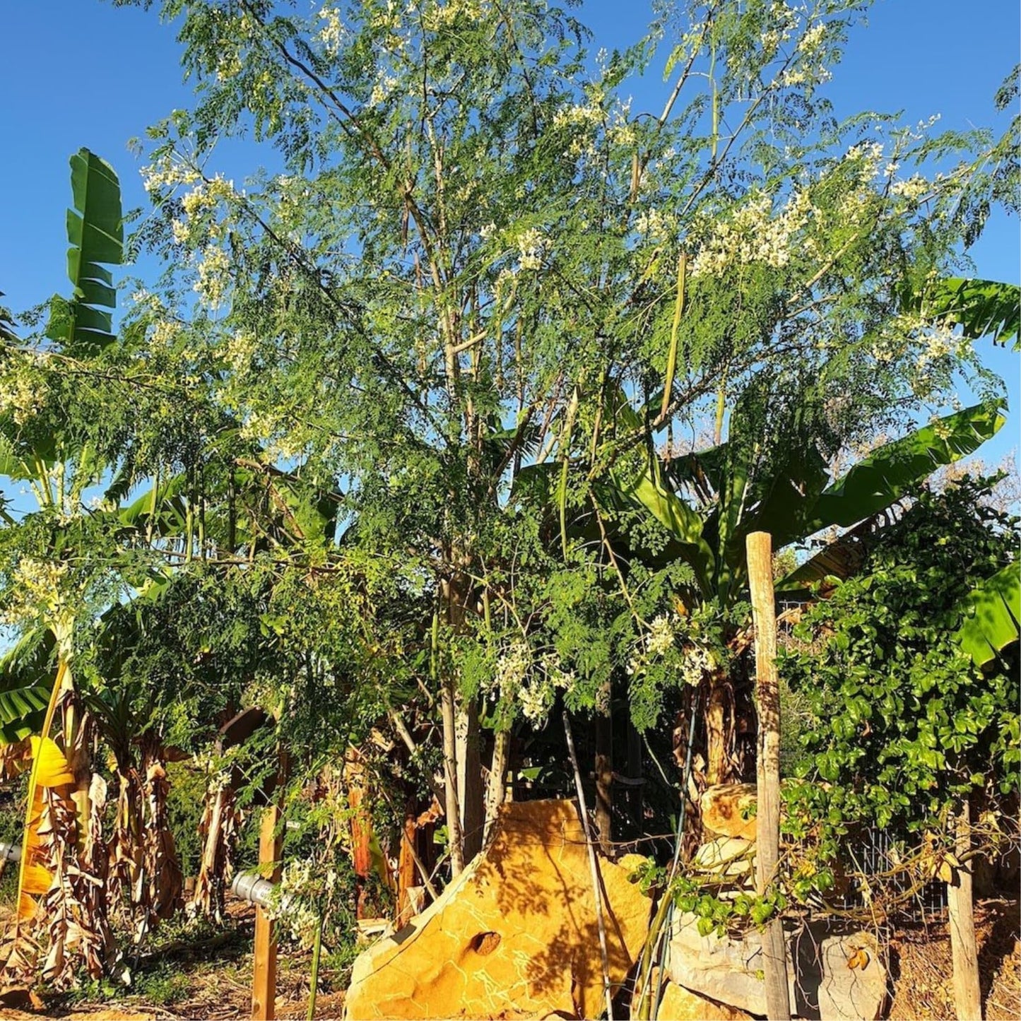 4 Live Moringa Trees Plants, Cold Hardy for Outdoor Garden, Zones 4-9, Well-Rooted Plant in Pot, Moringa Oleifera Malunggay Horseradish Trees