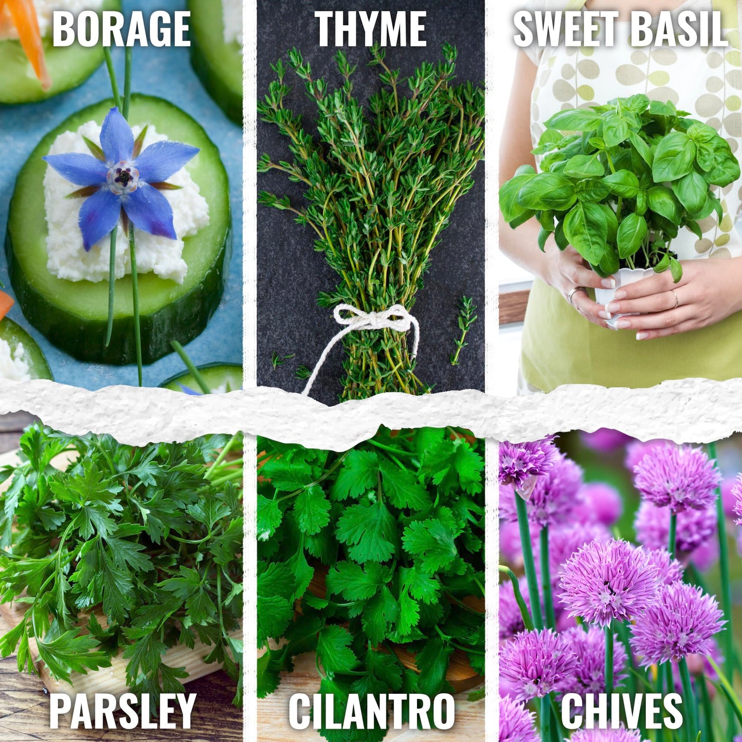 Seed Needs Herb Seeds Variety Pack Culinary Herb Collection (12 Individual Packets for Planting Indoors or Outdoors) Grow Your Own Herb Garden - Heirloom, Non-GMO