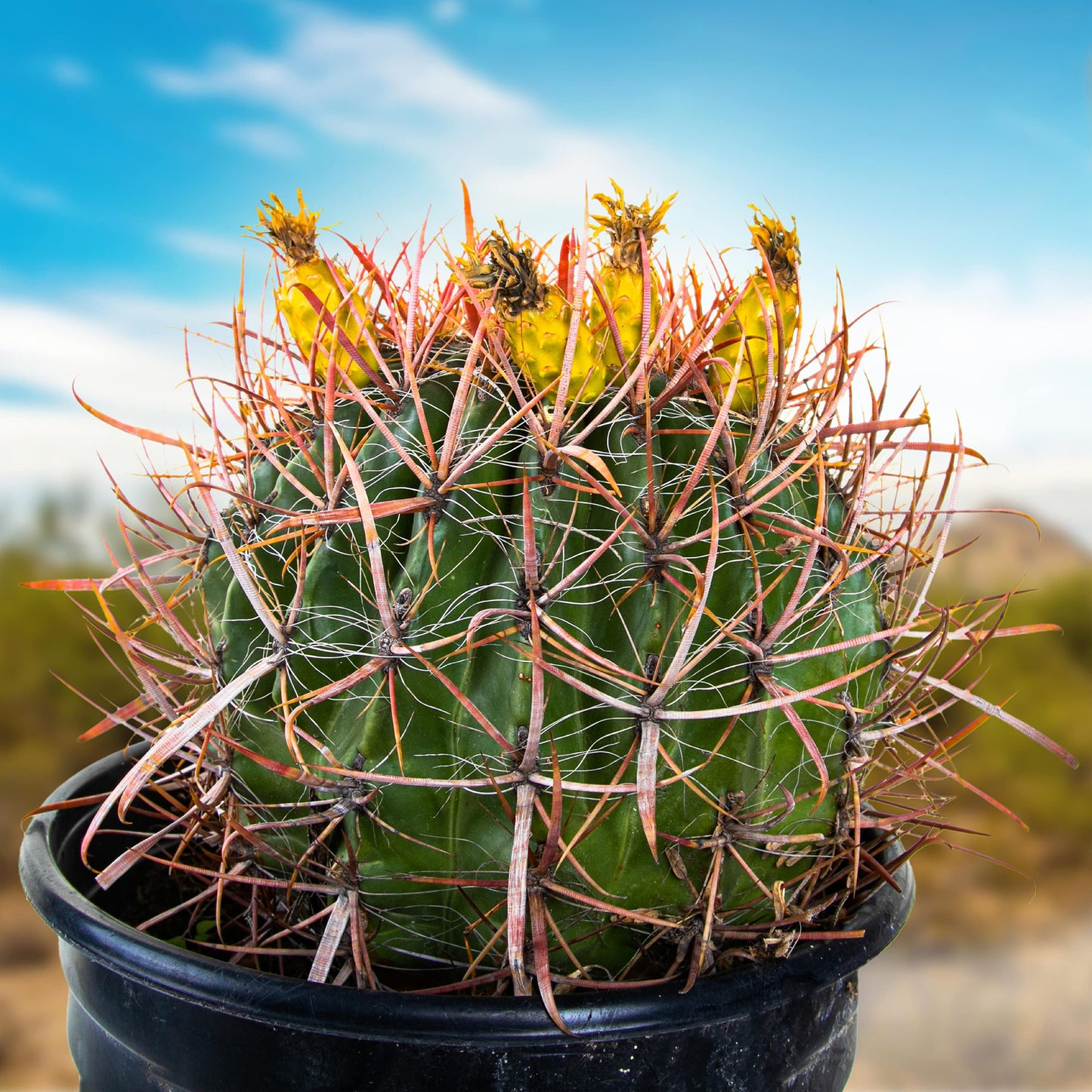 Cactus Outlet - Ferocactus Gracilis - Barrel Cactus - Live Cactus Plants - Barrel Cactus Plants Live - Landscape Ready Barrel Cactus Plants Live Delivered Right to Your Door - Live Plants Outdoor