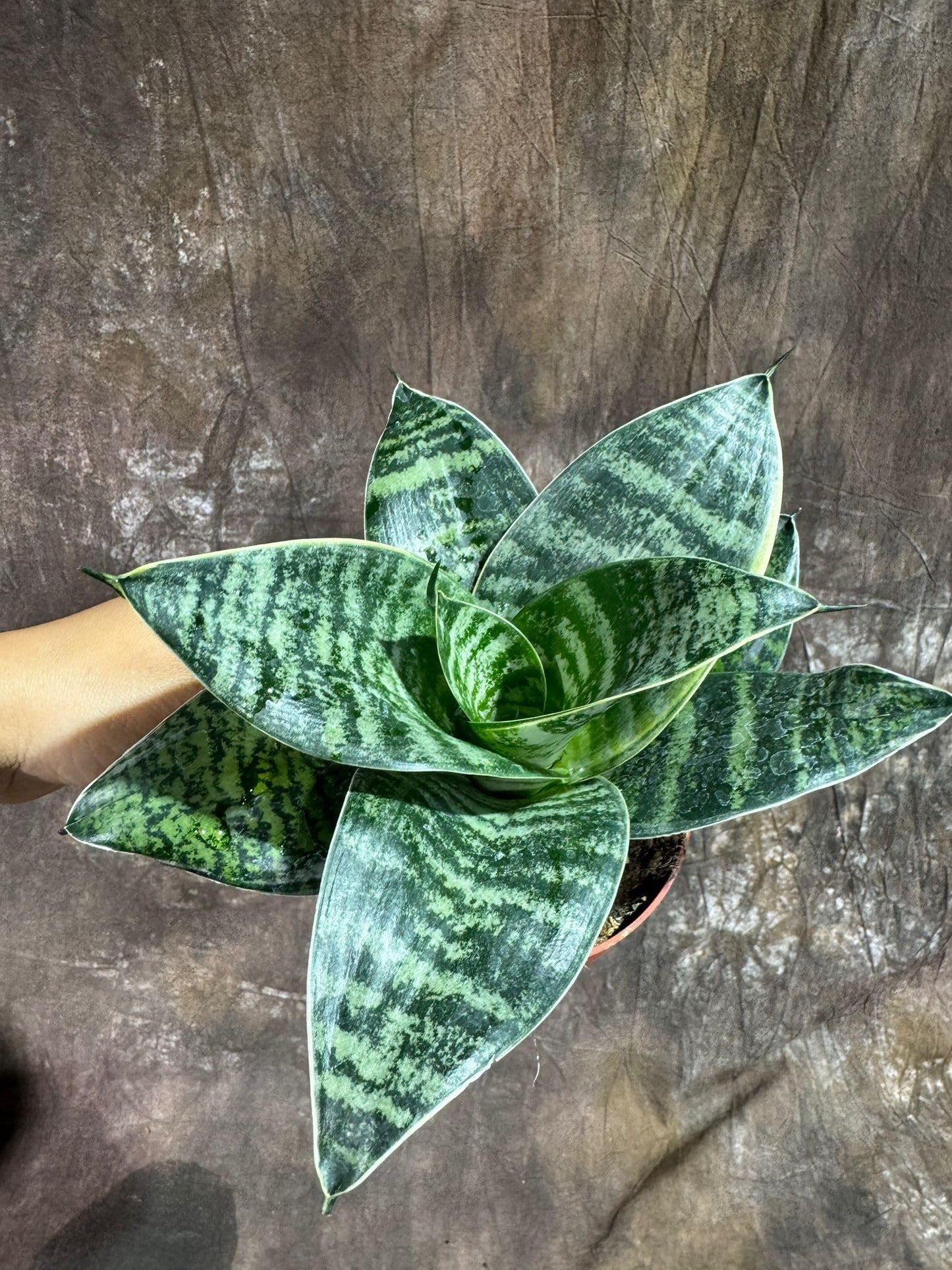 PLANTVERS Sansevieria Trifasciata 'Hahnii' in 4" Grow Pot –Bird’s Nest Snake Plant – Easy Care Air Purifying Indoor Houseplant - Tropical Houseplant