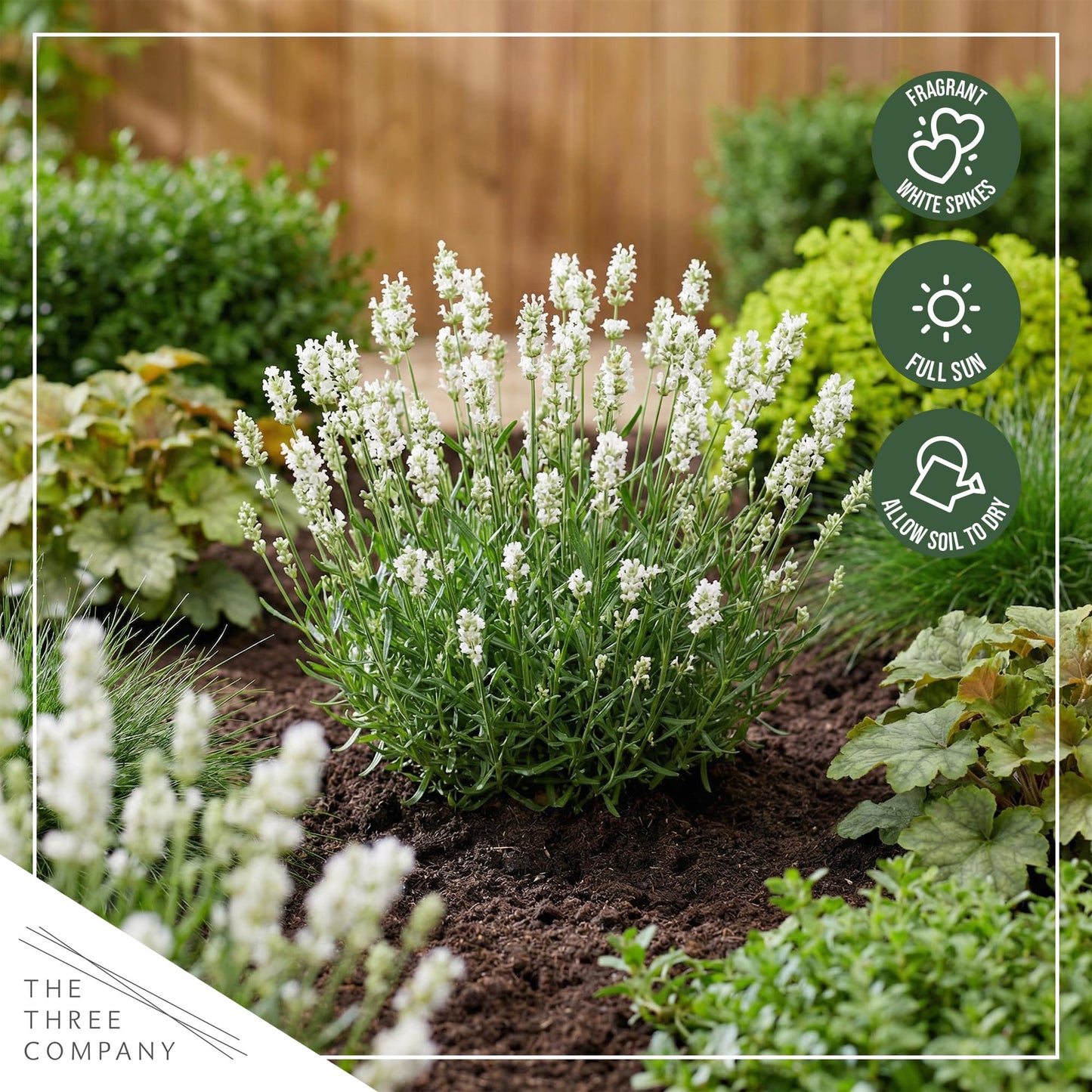 Live Lavender 2-Pack – White – Fragrant Sun Perennial Herb, Pollinator Friendly, 10” Tall, 1 Qt Pot