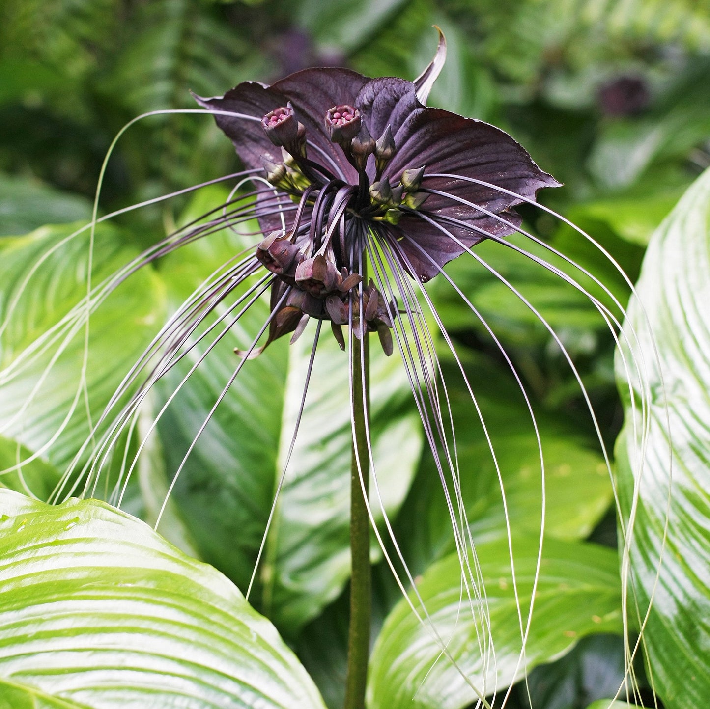 Easy to Grow Tacca Chantrieri 'Black Bat Plant' Rhizome (1 Pack) - Unusual Dark Purple-Black Blooms Spring to Fall in Tropical Gardens