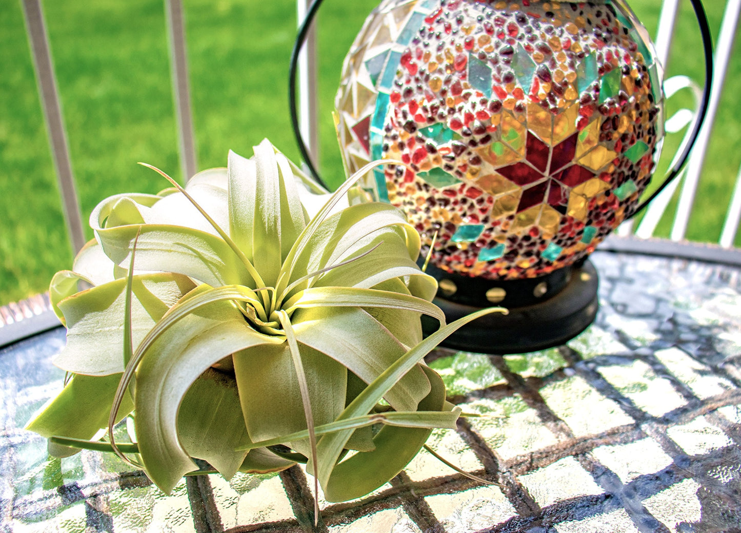 Tillandsia Xerographica Air Plant Set (3 Pack), Tillandsia Air Plants Live Large Indoor Plants Live Houseplants, Exotic Plants for Succulent Terrarium, Succulents Plants Live Plants by Plants for Pets