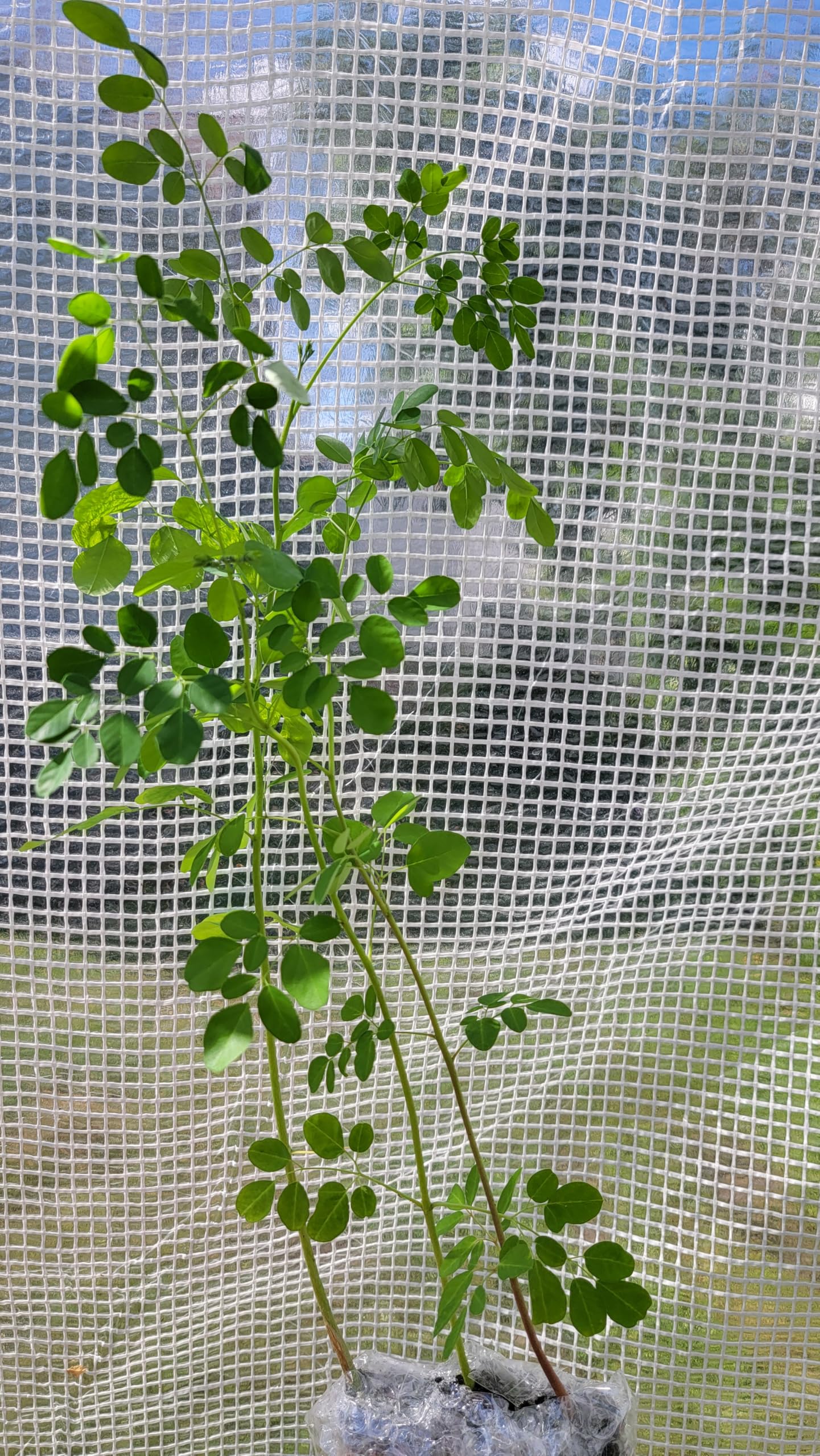 Moringa Tree Live 1 Moringa Plant with Free Moringa Seeds. Drumstick Tree - Miracle Tree - Malunggay - Easy to Grow - Herb - Vegetable - Nutrient-Dense