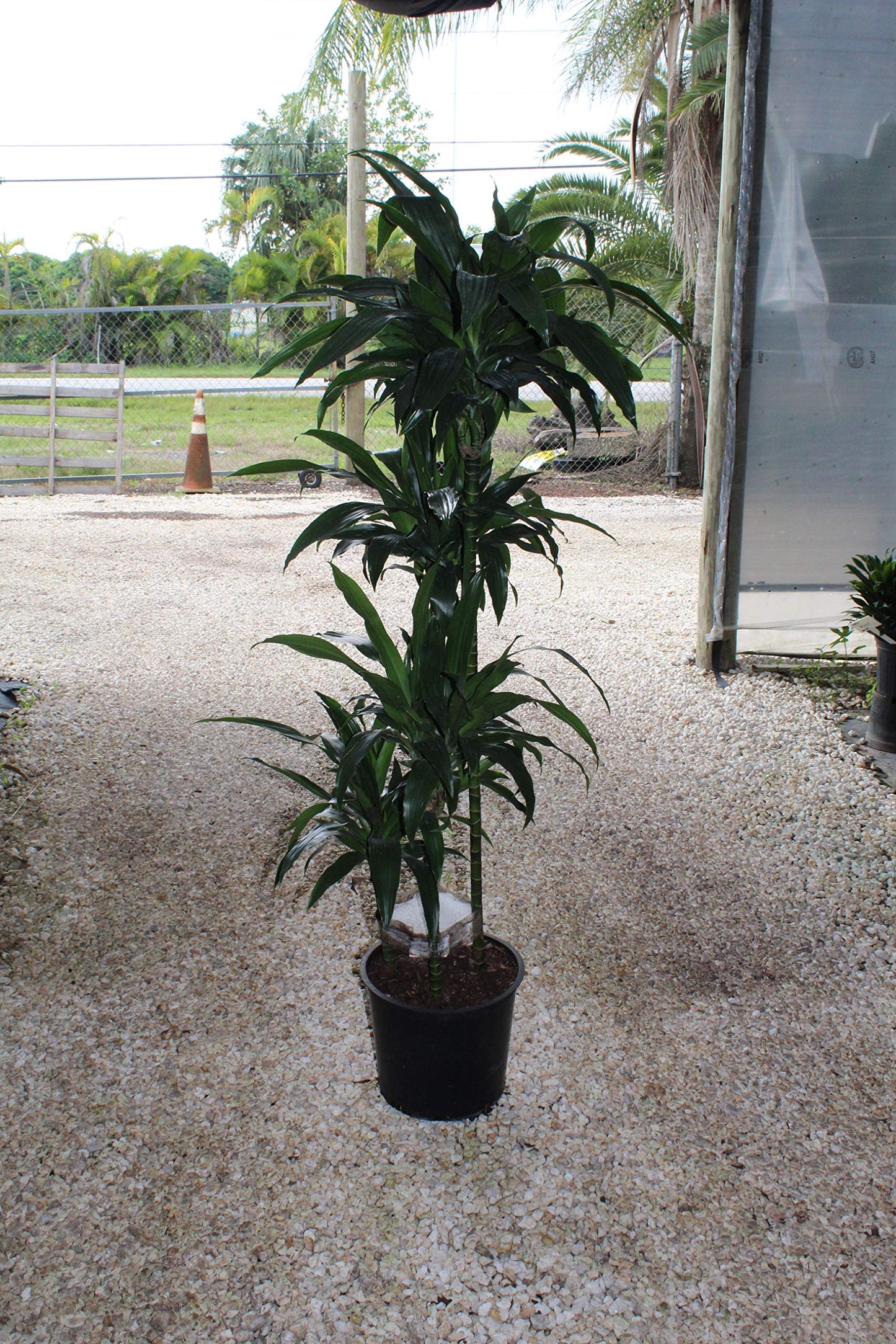 Dracaena Janet Craig Cane - Live Plant in a 10 Inch Pot - Dracaena Deremensis - Easy Care Low Maintenance Houseplant