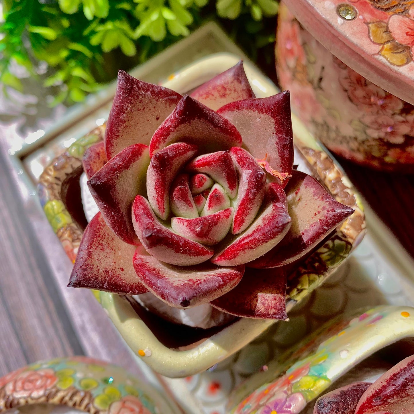 Echeveria agavoides Romeo Succulent Kit - with Plastic Pot, 1 Head 2" Live Plant, Compressed Soil & Guide, for Garden Indoor Office Desk (1, Echeveria agavoides Romeo)