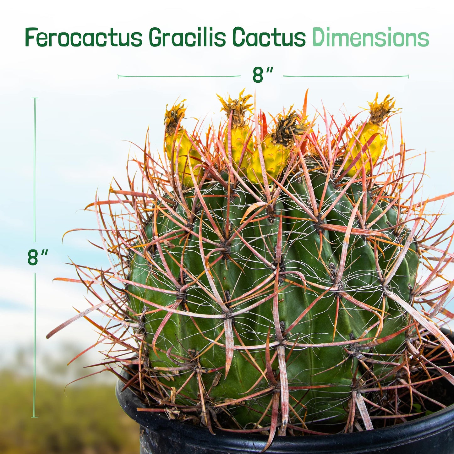 Cactus Outlet - Ferocactus Gracilis - Barrel Cactus - Live Cactus Plants - Barrel Cactus Plants Live - Landscape Ready Barrel Cactus Plants Live Delivered Right to Your Door - Live Plants Outdoor