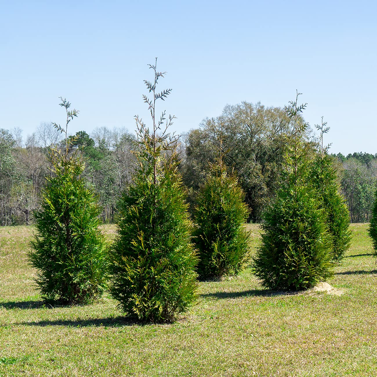 Perfect Plants Thuja Green Giant 2ft. Tall 8-Pack | Privacy Evergreen Arborvitae | Adaptable Lush Green Foliage