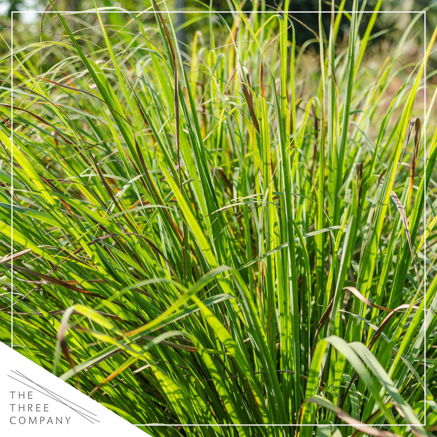 Live Healthy Lemongrass (2 Plants Per Pack) - Wards Off Pests - Natural Mosquito Repellant - Healthy and Fragrant - 10" Tall by 5" Wide in 1.5 Quart Pot