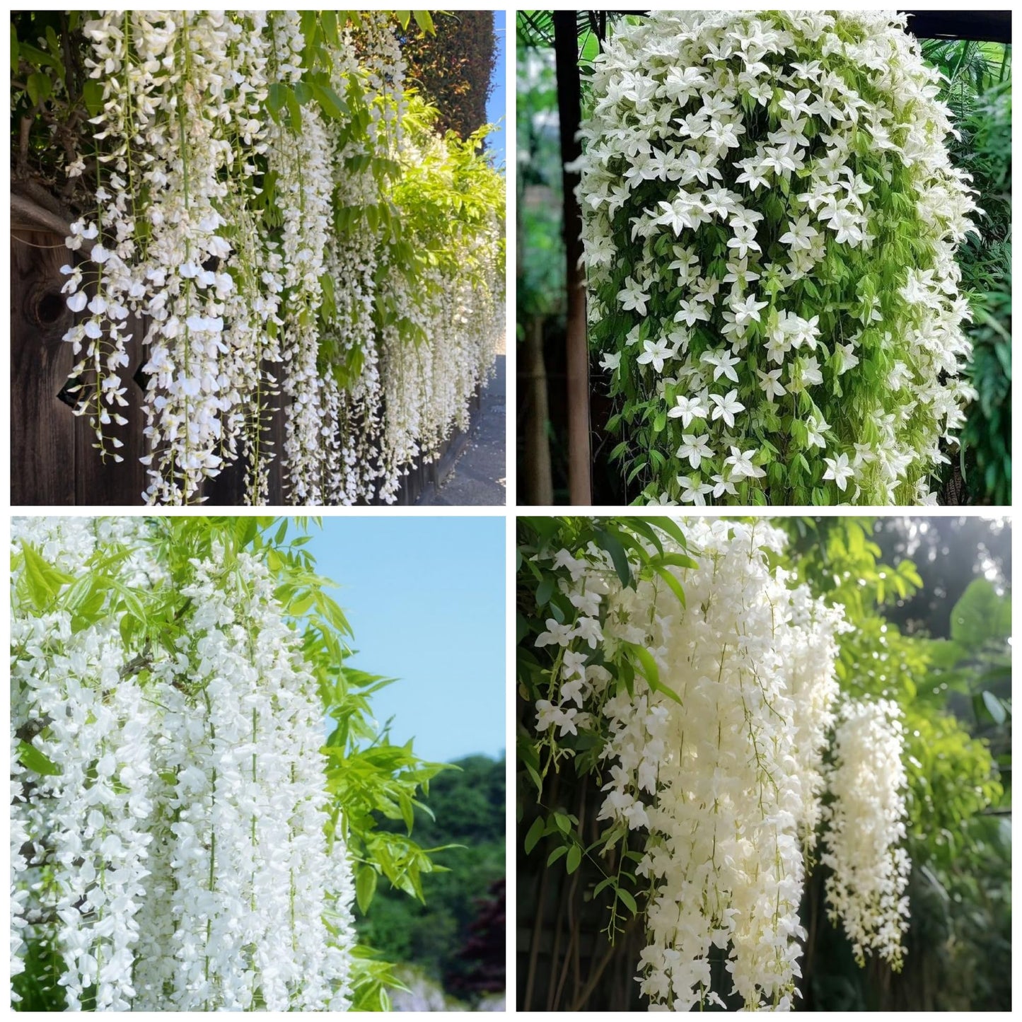 400+ Climbing Weeping Jasmine Flower Seeds for Planting Fragrant Plant Seeds Four Seasons Garden Home Jasmine Garden Balcony Climbing Flower