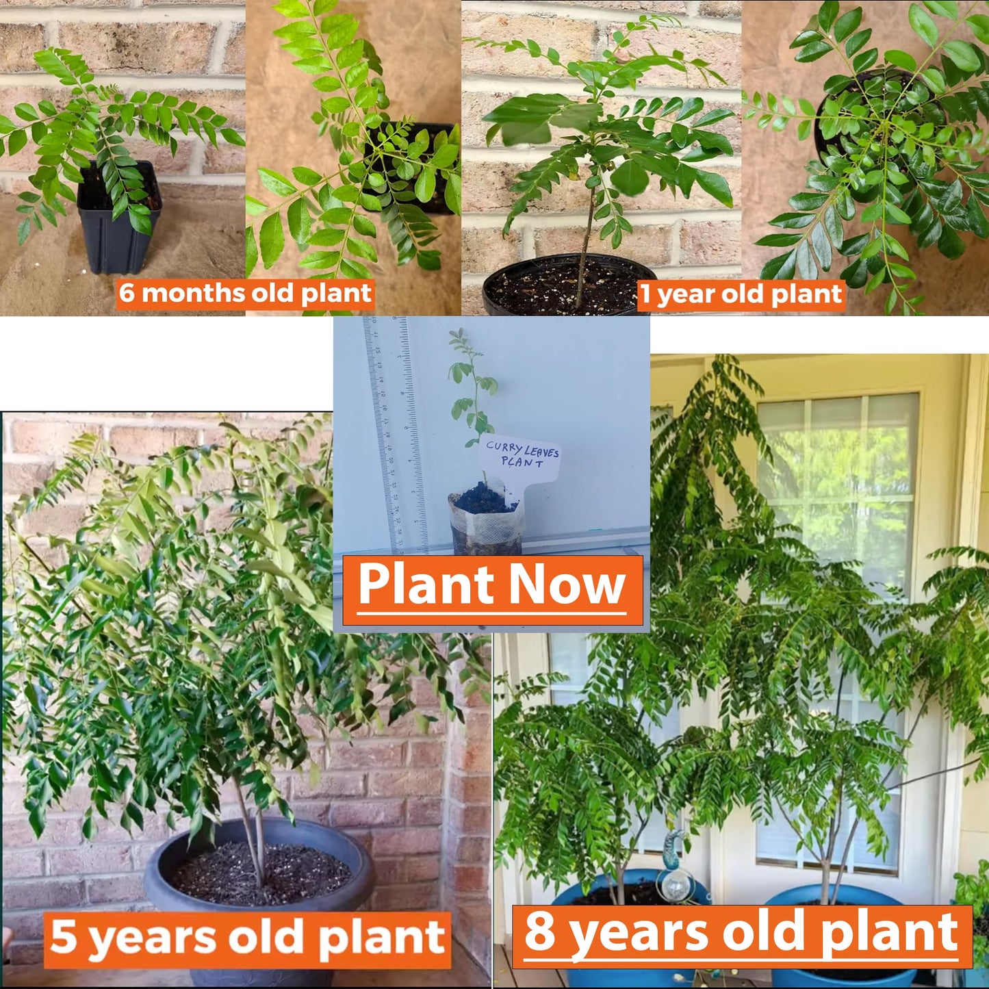 Curry Leaf Plant. Live Plant. Fragrant, Beautiful, Edible. Easy Grow. Indian Cooking Must Have. Murraya Koenigii. (1 Sac)
