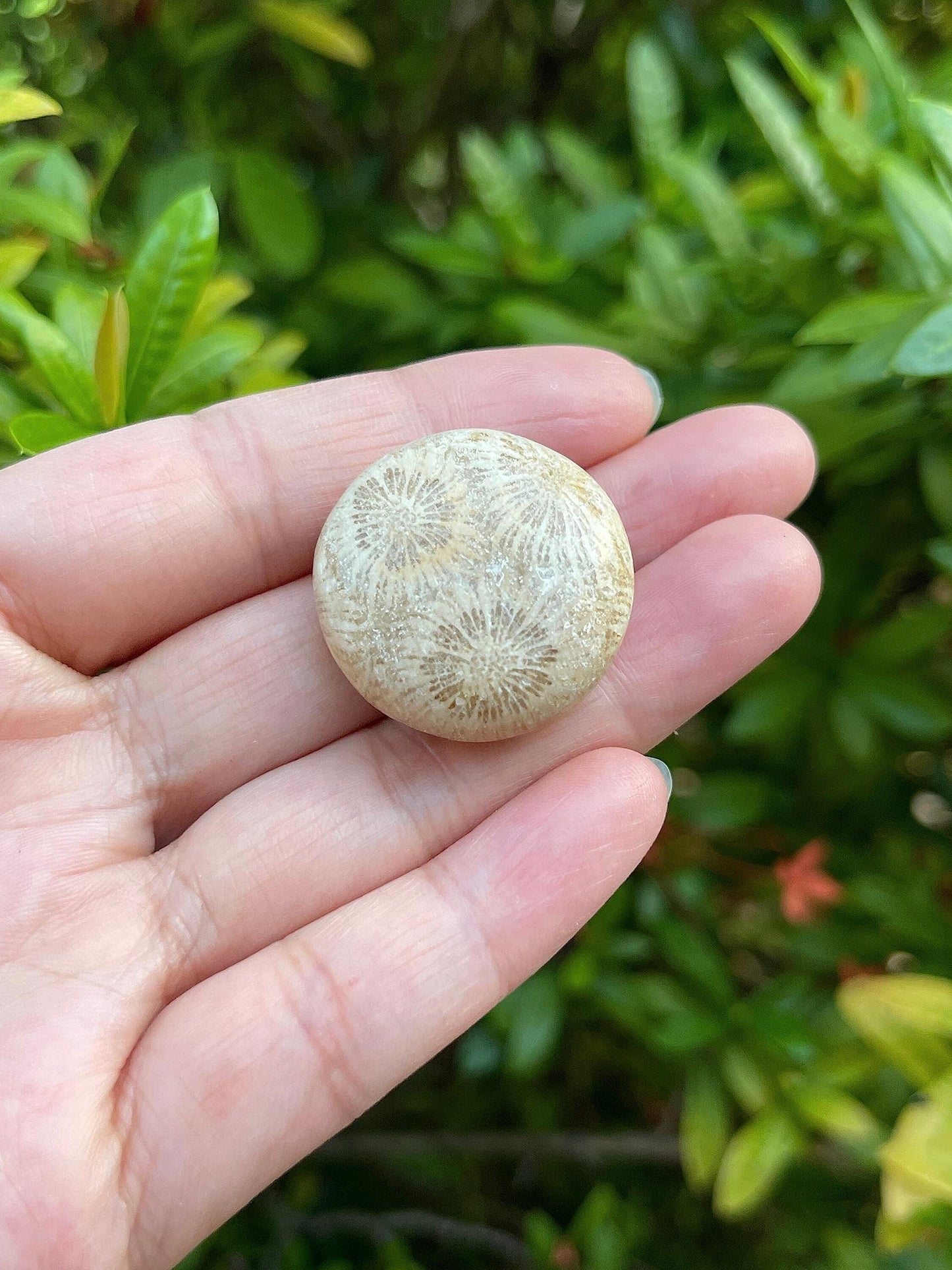 GAF TREASURES 5 Pcs Fossil Coral Tumbled Stones, Polished Natural Fossil Coral Gemstone, Fossil Coral Healing Crystals (Fossil Coral)