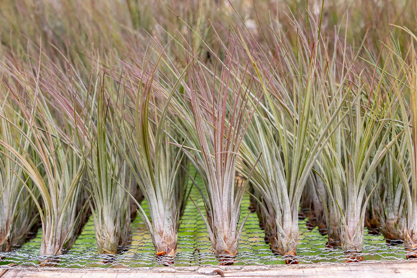 Large Juncea Air Plants 8 to 10 Inches - Live Succulent House Plants - Available in Wholesale and Bulk - Home and Garden Decor - Easy Care Indoor & Outdoor Air Plant (Pack of 1)