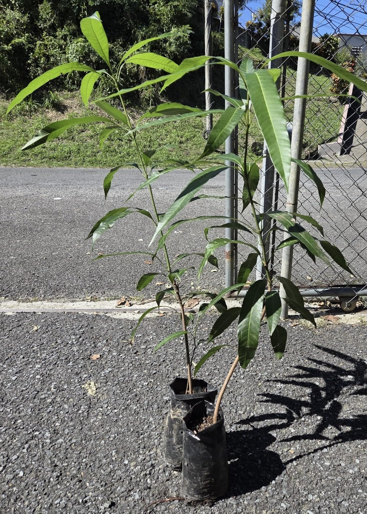 Honey Kiss Mango Tree – 1.5-2 Feet Tall, Naturally Seed Grown | Live Dwarf Tropical Fruit Tree (Mangifera Indica) | Compact, Container-Friendly Variety | Sweet, Fiberless Honey Like Mango