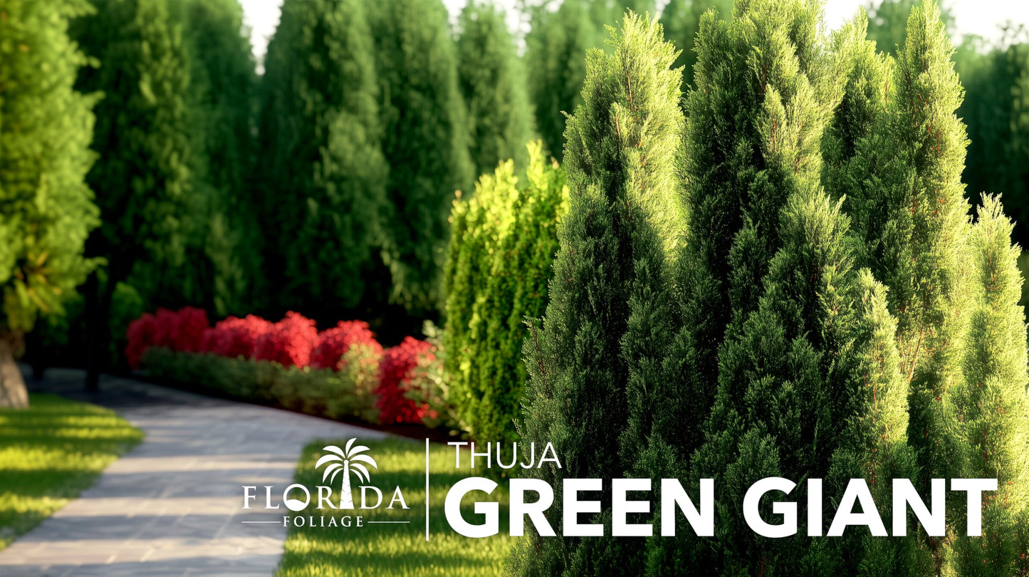 Thuja Green Giant Arborvitae - 3 Live Trees 2" Pot Size - Evergreen Privacy Plants