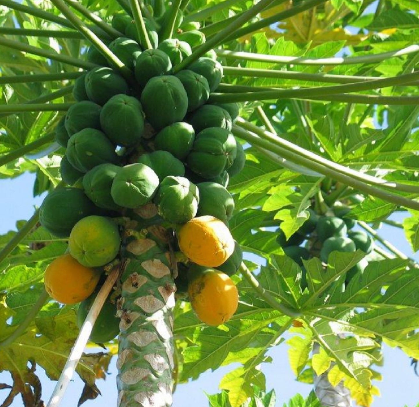 HAWAIIAN PAPAYA FRUIT SEEDS ~ GROW HAWAII