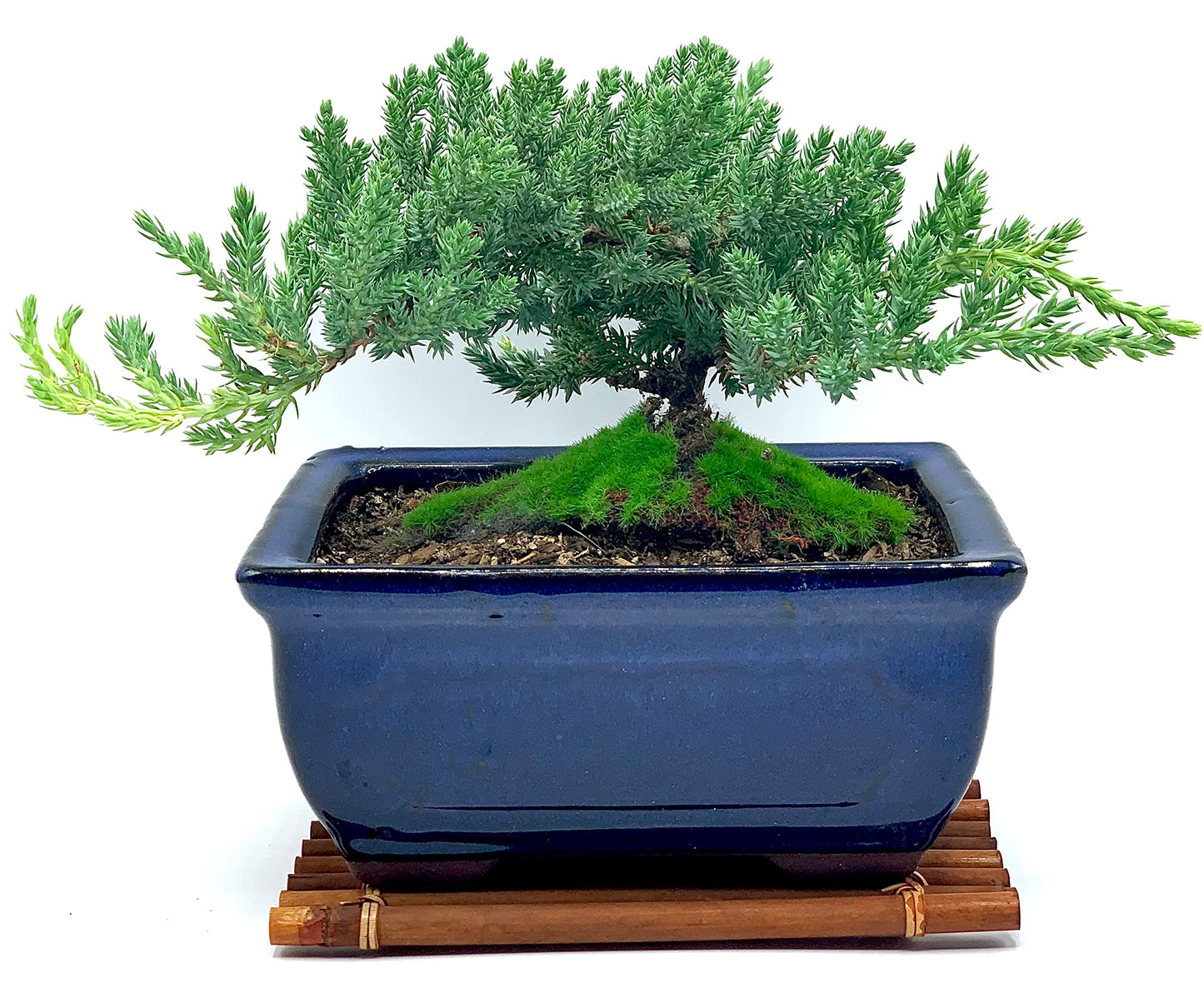 Live Dwarf Juniper Bonsai Tree 7 Year Old with Hand-Made Bamboo Stand | Juniper or Jade Bonsai Tree | Indoor/Outdoor | 100% Handcrafted| Home and Office Décor | Best Gift for Holiday