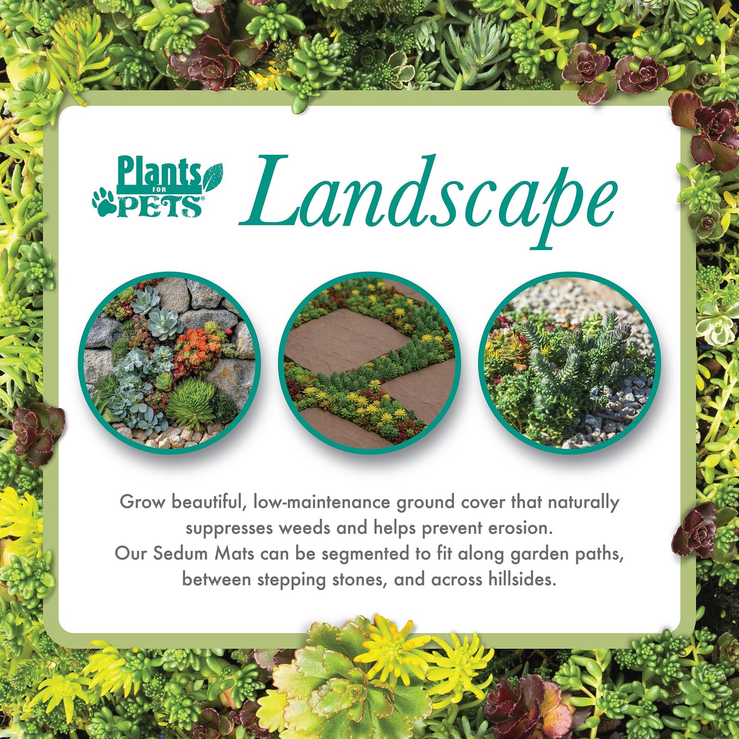 10 in. x 20 in. Sedum Groundcover Mat, Non-toxic Hardy Stonecrop for Landscaping, Live Succulents, Pet Friendly Plants for Cats & Dogs, Drought Resilient, Easy Care