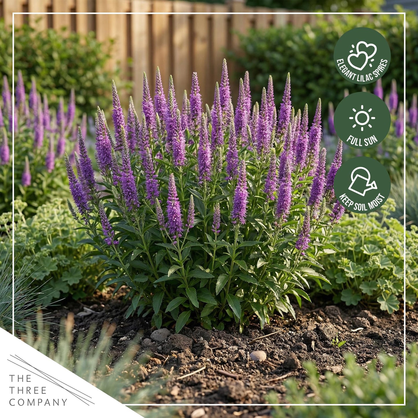 Live Veronica Speedwell 2-Pack – Skyward Lilac – Upright Sun Perennial, Pollinator Friendly, 10” Tall, 1 Qt Pot
