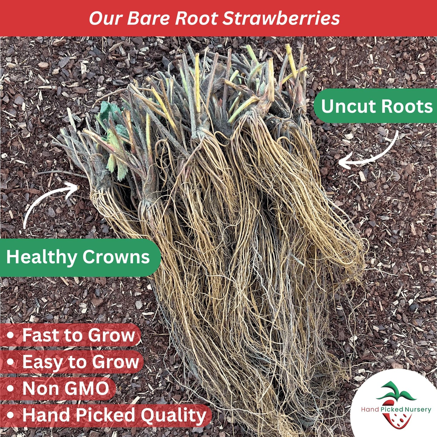 Strawberry Garden Variety Pack, 20 Plants (10 of Each) - Everbearing and June Bearing Bare Root Strawberry Plants from Hand Picked Nursery
