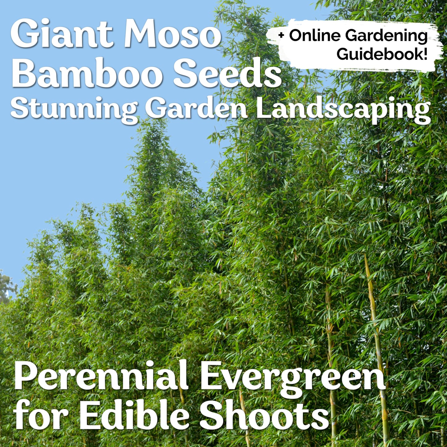 KVITER 50 Bamboo Seeds (Bambusa Oldhamii) – Clumping, Fast Growing, Edible Shoots, Non GMO Bamboo Privacy Screen Organic Seeds for Planting – Perfect Shade Provider & Ornamental Plant