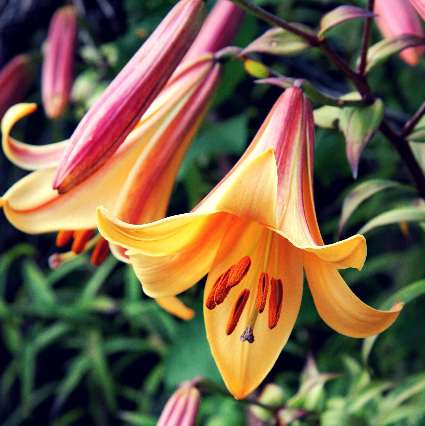Easy to Grow Trumpet Lily 'Big Band Collection' Large Plant Bulbs (4 Pack) - Mixed Colors, Tall Fragrant Flowers in Summer Gardens
