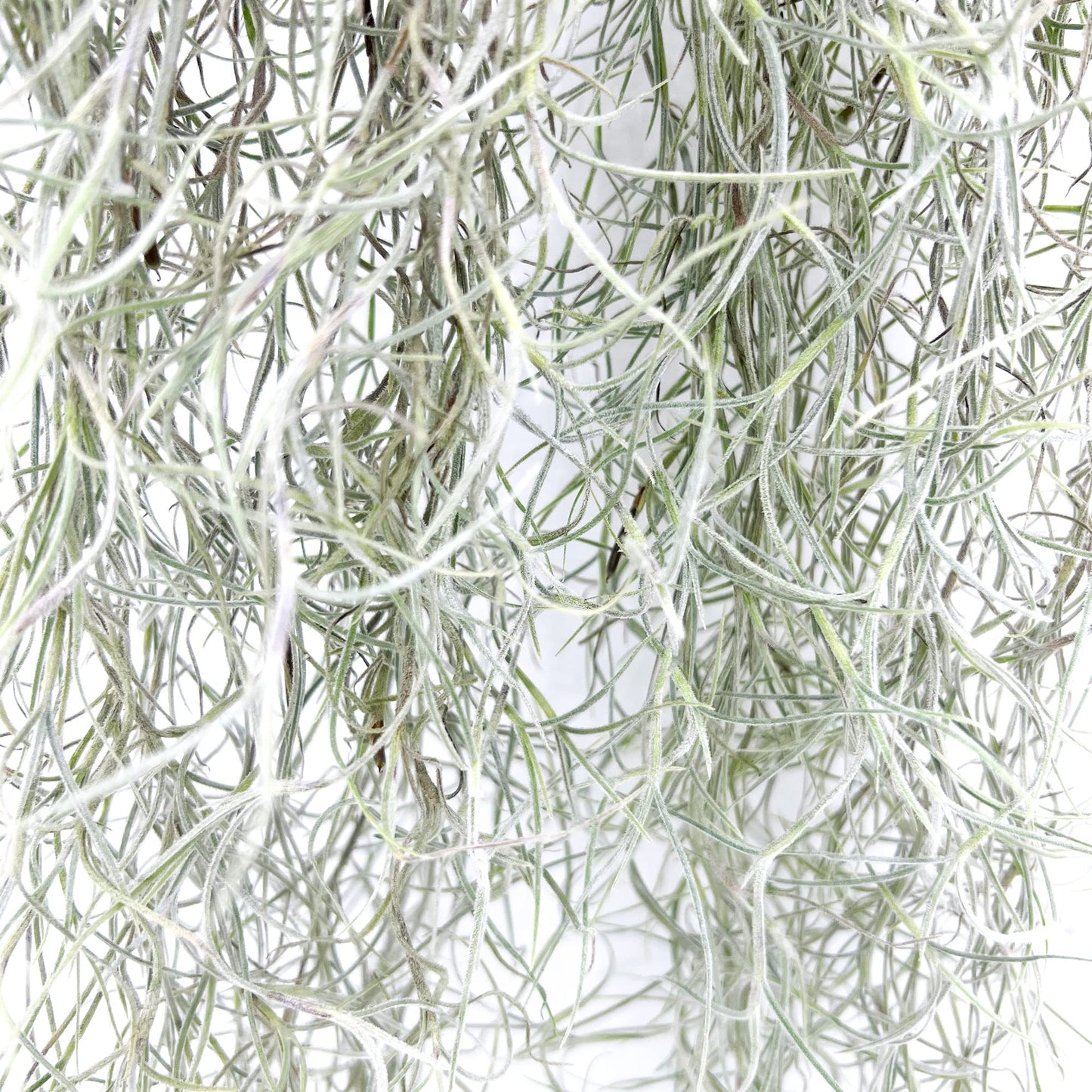ragnaroc Tillandsia Usneoides ‘Thick-Colombian Spanish Moss’ - ragnaroc Indoor Tropical Plant 16” / 3 oz - Live Arrival Guaranteed - Live Air Plant & House Plants for Home Decor & Gift