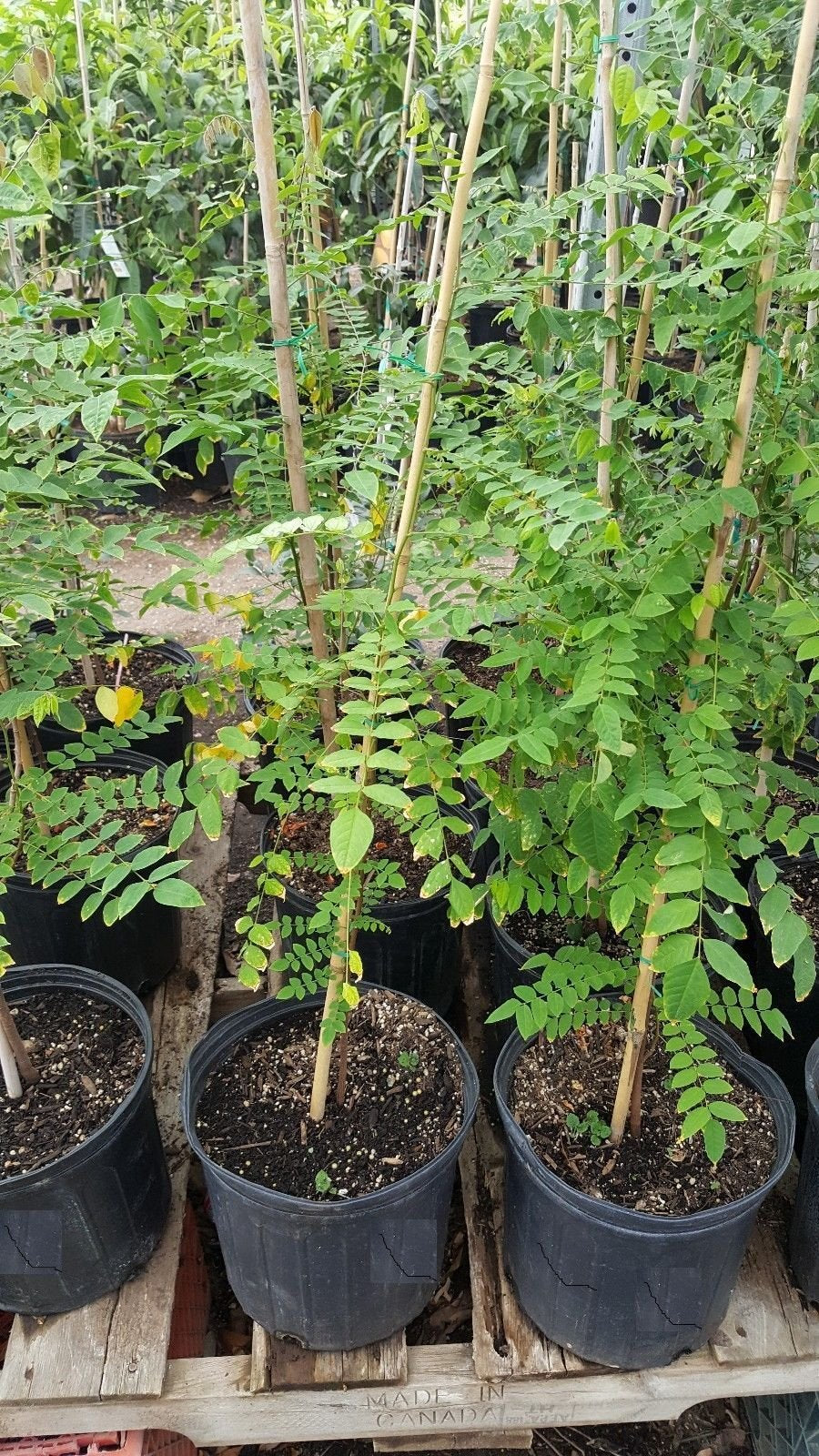 9EzTropical - Star Fruit Tree - Grafted Tree - 3 to 4 Feet Tall - Ship in 3 Gal Pot