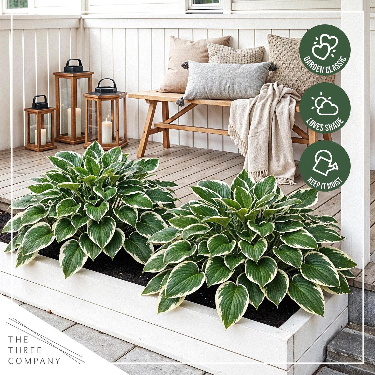Live Perennial Hosta - Patriot (3 Plants Per Pack) Beautiful Accent Plant, 10" Tall by 4" Wide in 1 Qt Pot