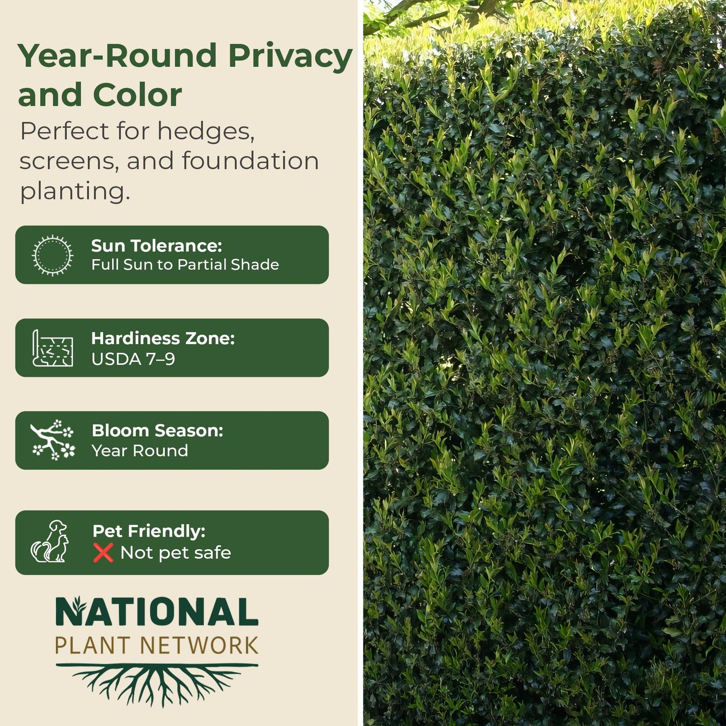 Holly Dwarf Burford Shrub – Compact Upright Evergreen Holly w/Small Showy White Flowers & Bright Red Berries for Formal Hedges & More - Grows Up to 10 ft in 3 Gal Grower Pot, USDA Zones 7–9, 1-Pack