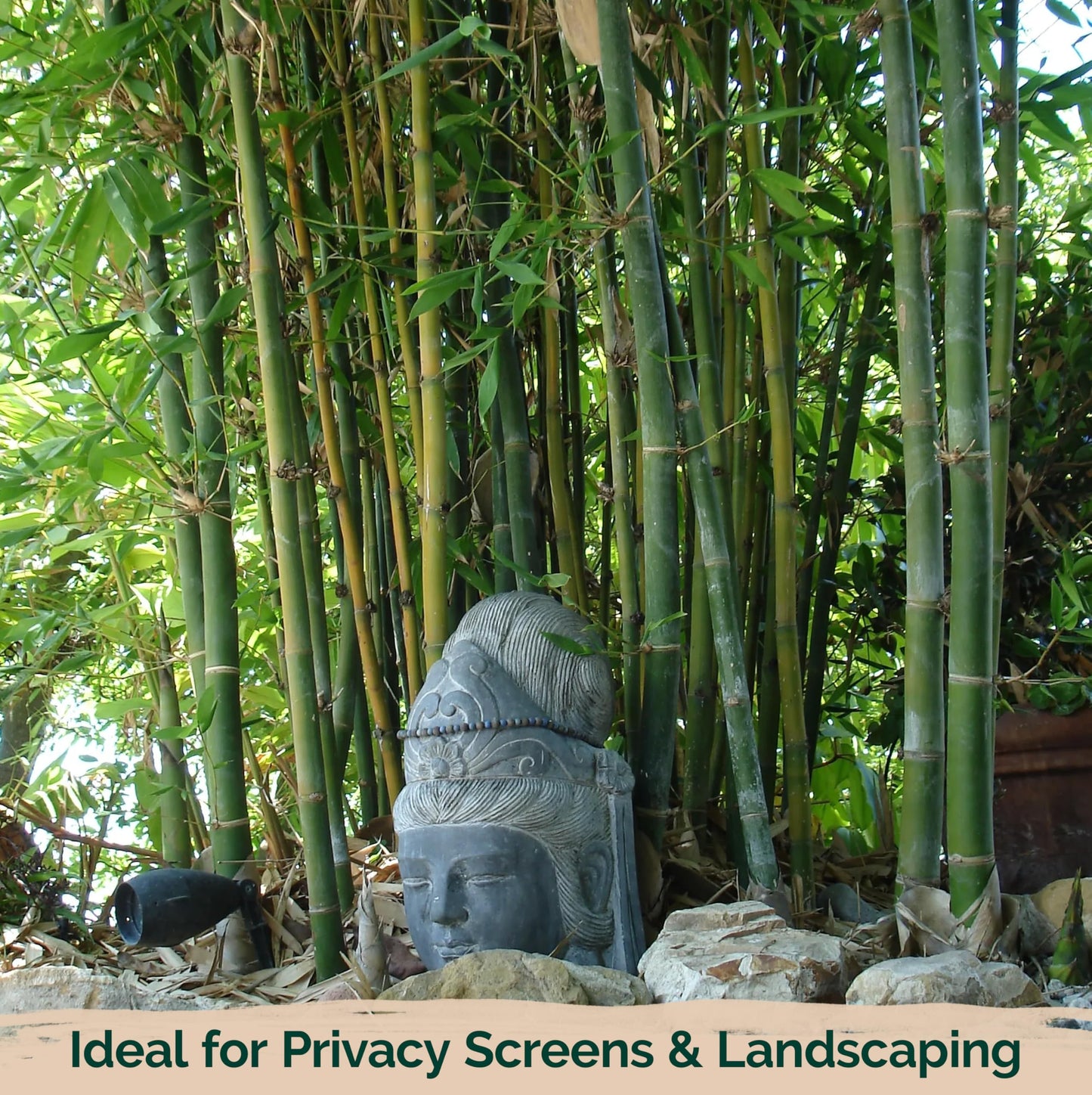 KVITER 50 Bamboo Seeds (Bambusa Oldhamii) – Clumping, Fast Growing, Edible Shoots, Non GMO Bamboo Privacy Screen Organic Seeds for Planting – Perfect Shade Provider & Ornamental Plant