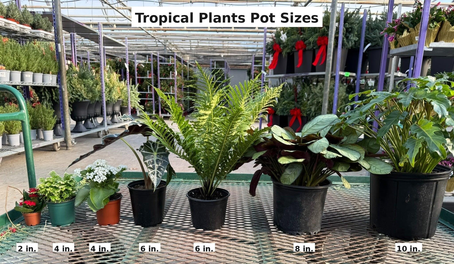 RedCrocus - RedCrocus Assorted Elephant Ear Xanthosoma – Large Tropical Foliage Plant, Shade Garden, Container Friendly, Pollinator Attractant, Indoor Use, Durable, Easy Care 6" Pot
