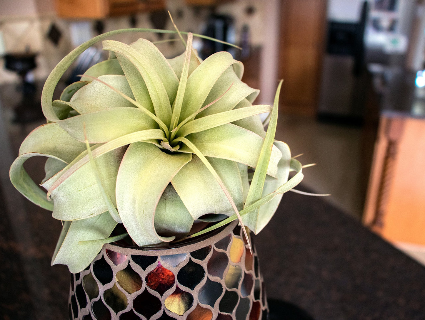 Tillandsia Xerographica Air Plant Set (3 Pack), Tillandsia Air Plants Live Large Indoor Plants Live Houseplants, Exotic Plants for Succulent Terrarium, Succulents Plants Live Plants by Plants for Pets