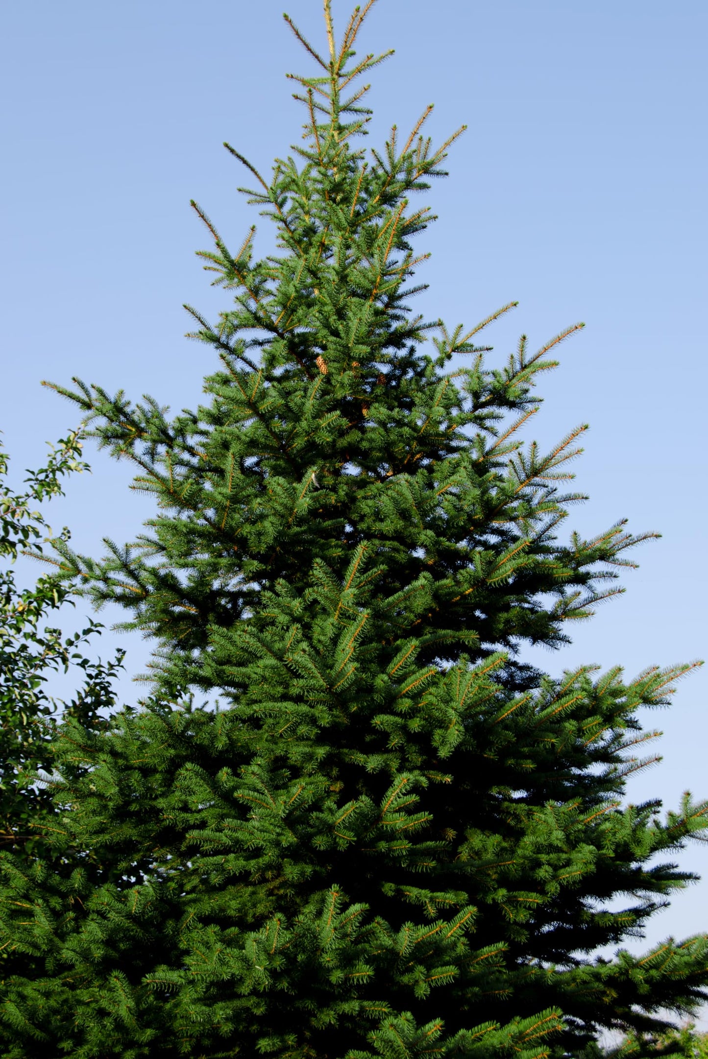 Norway Spruce Jumbo Tree Seedling Plug | 12"-18" | Arbor Day Foundation (5-Pack)