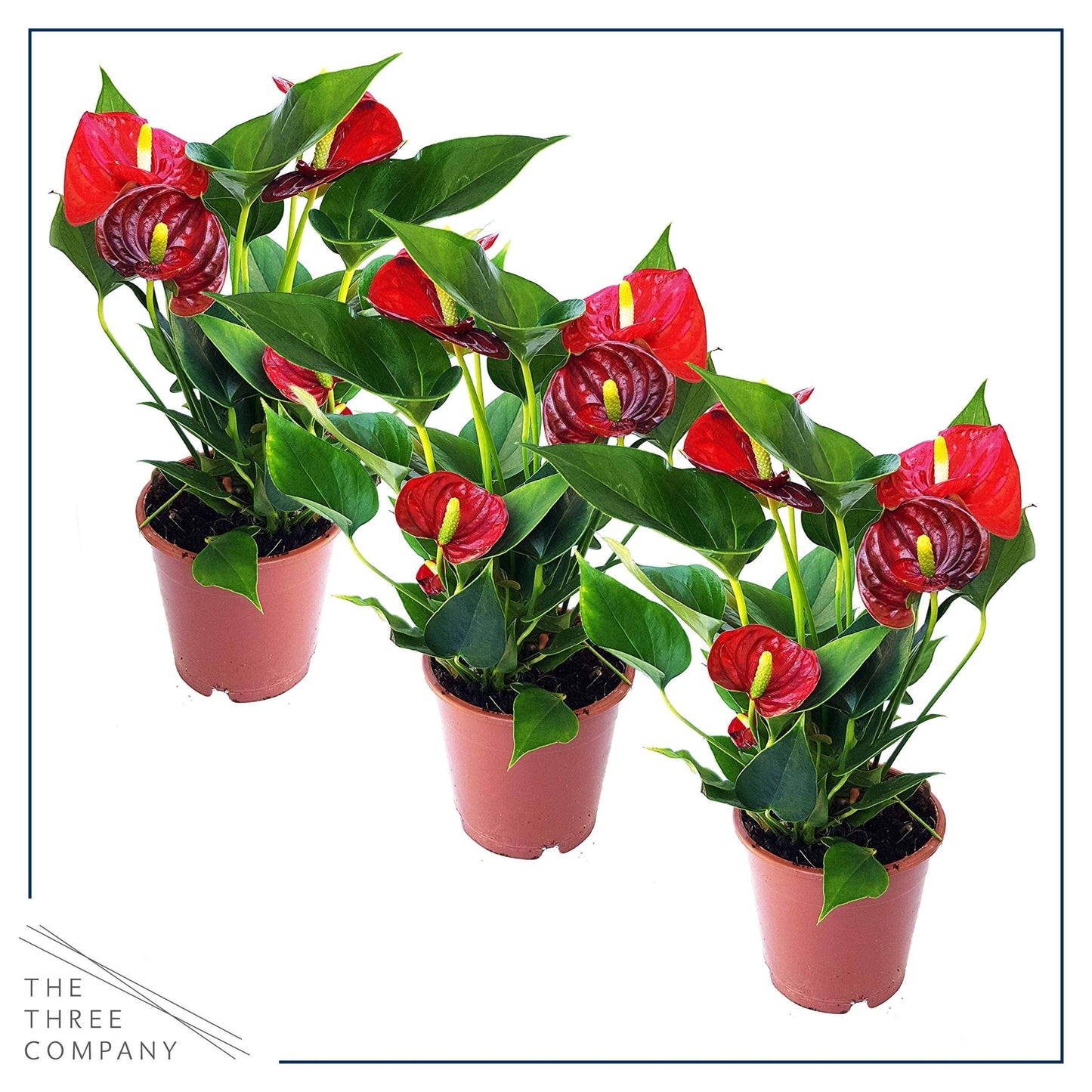 4.5'' Anthurium - 3 Per Pack