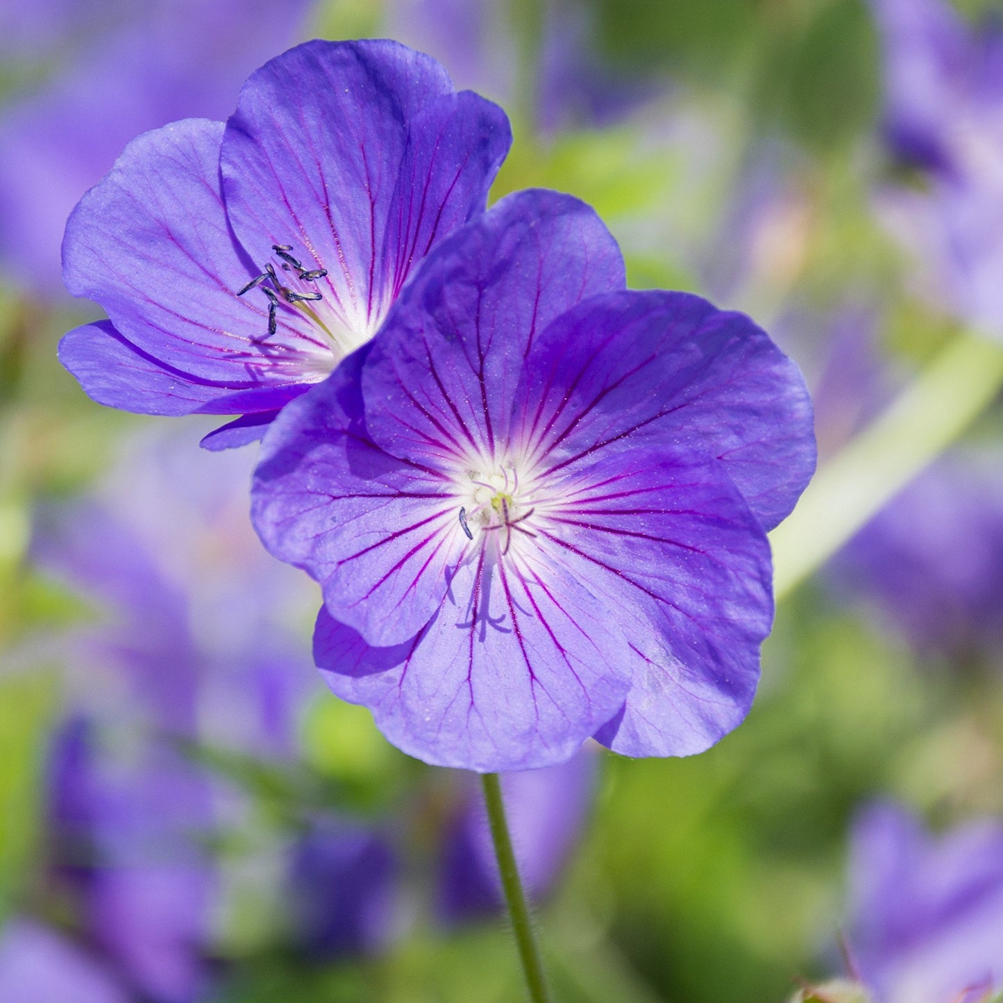 Easy to Grow Geranium Kashmir Purple 3 Roots (Hardy Cranesbill) - Purple Flowers Bloom Summer to Fall in Sun