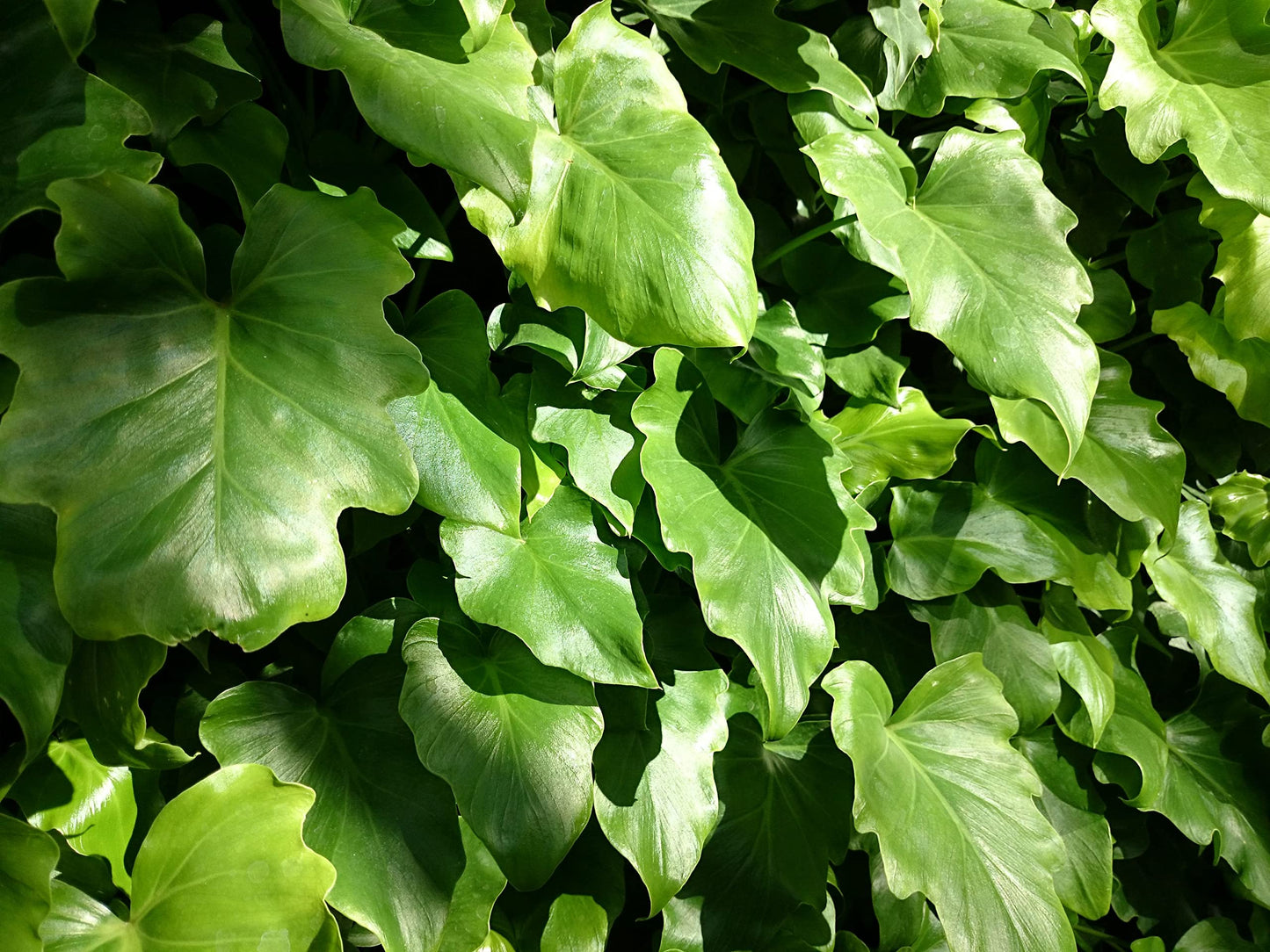 Philodendron Hope - Live Starter Plant - Thaumatophyllum Bipinnatifidum - Rare and Elegant Indoor Houseplant