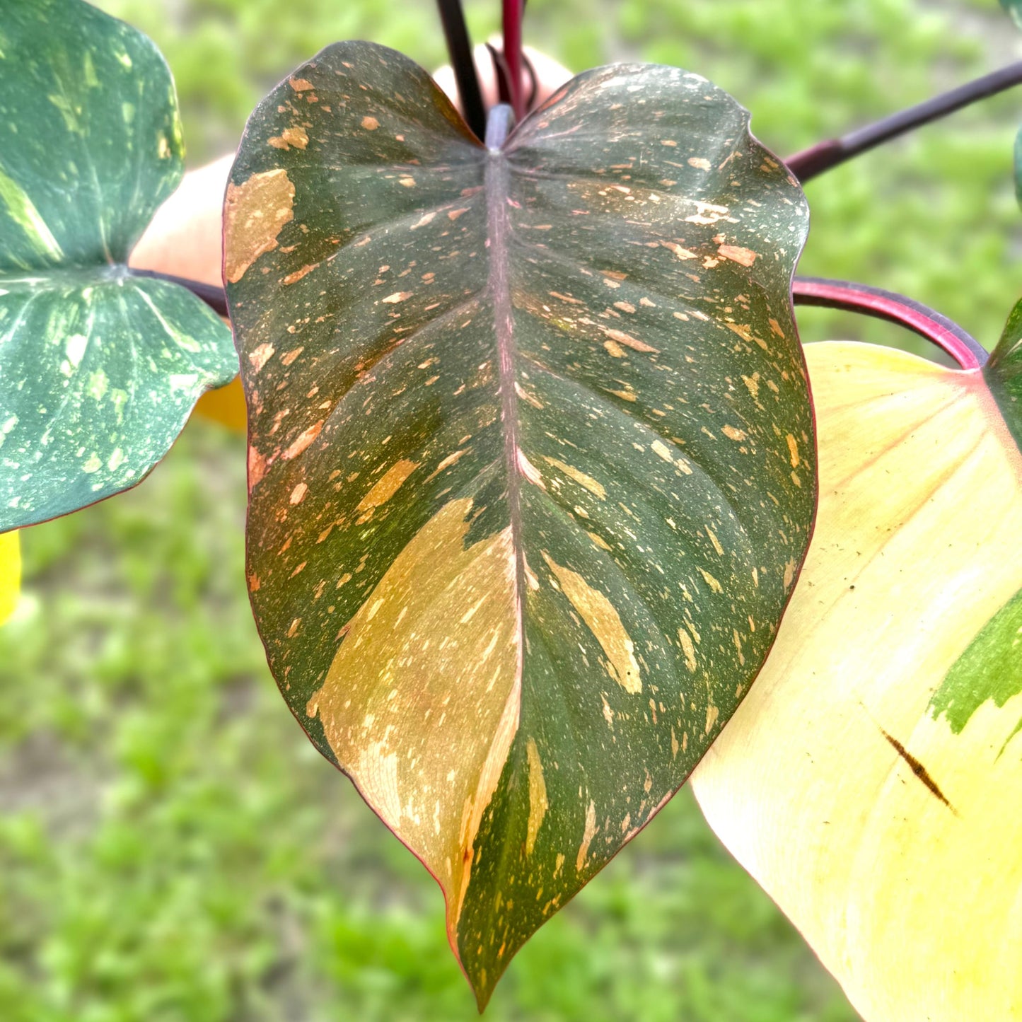 Live Philodendron Orange Princess Plant – Live 4” Variegated Indoor Aroid with Dark Green & Copper-Orange Leaves | Easy Air-Purifying Houseplant for Home or Office Decor (Heat Pack Included)