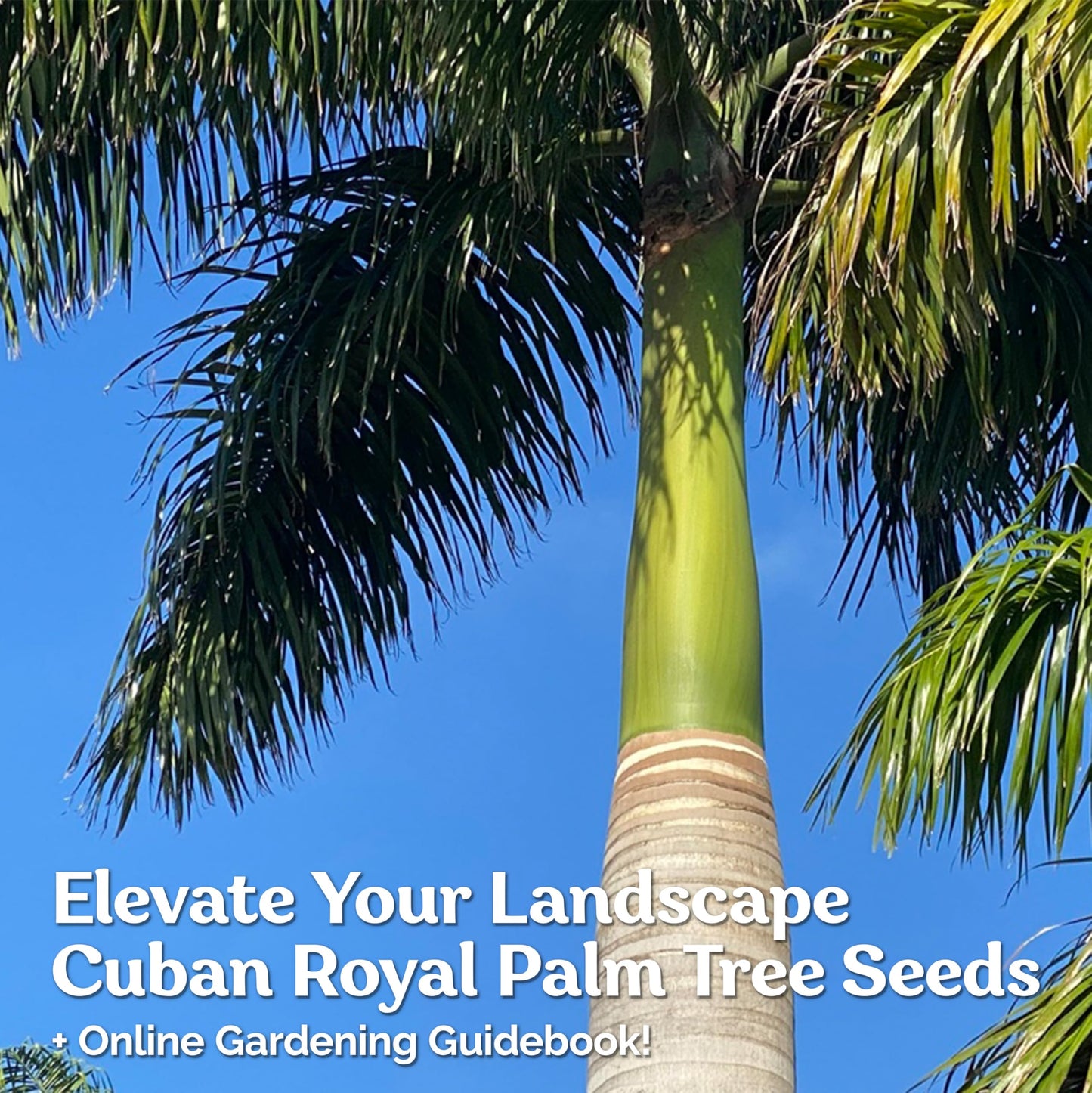 KVITER 20 Cuban Royal Palm Tree Seeds for Planting (Roystonea Regia), Palma Real Cubana – Rare Exotic, Fast-Growing, Majestic Palm Seeds – Perfect for Backyards, Tropical & Subtropical Gardens