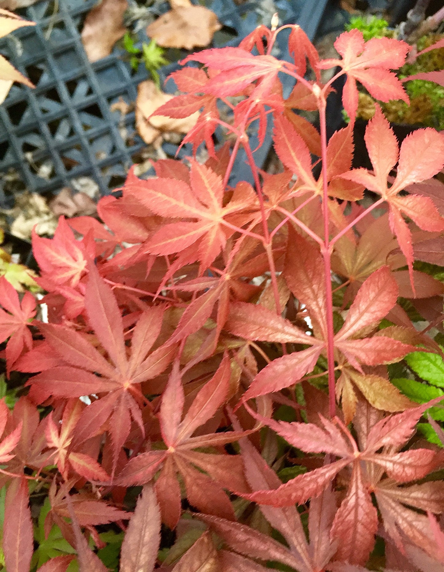 Wills Devine Japanese Maple 2 - Year Tree