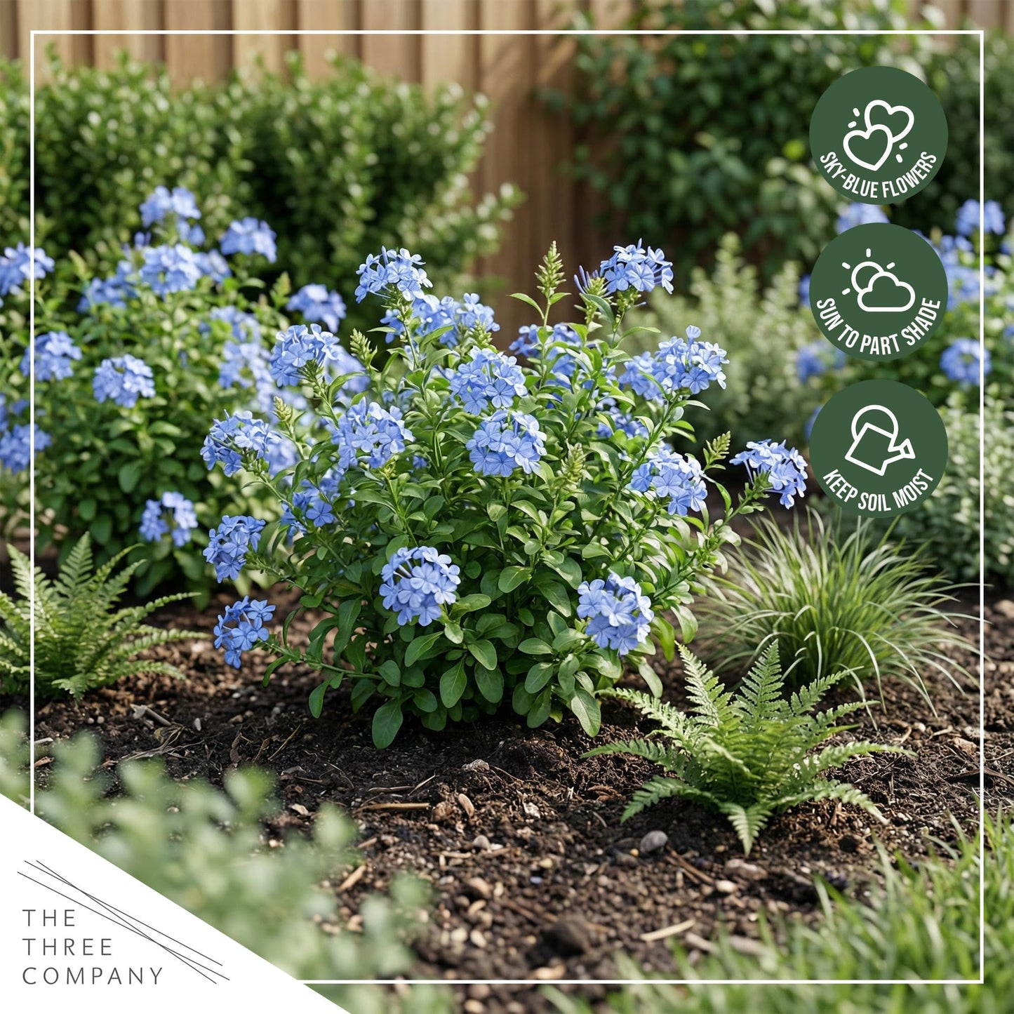 Live Hardy Plumbago 2-Pack – Blue Flowers – Sun Groundcover Perennial, Late Summer Color, 10” Tall, 1 Qt Pot
