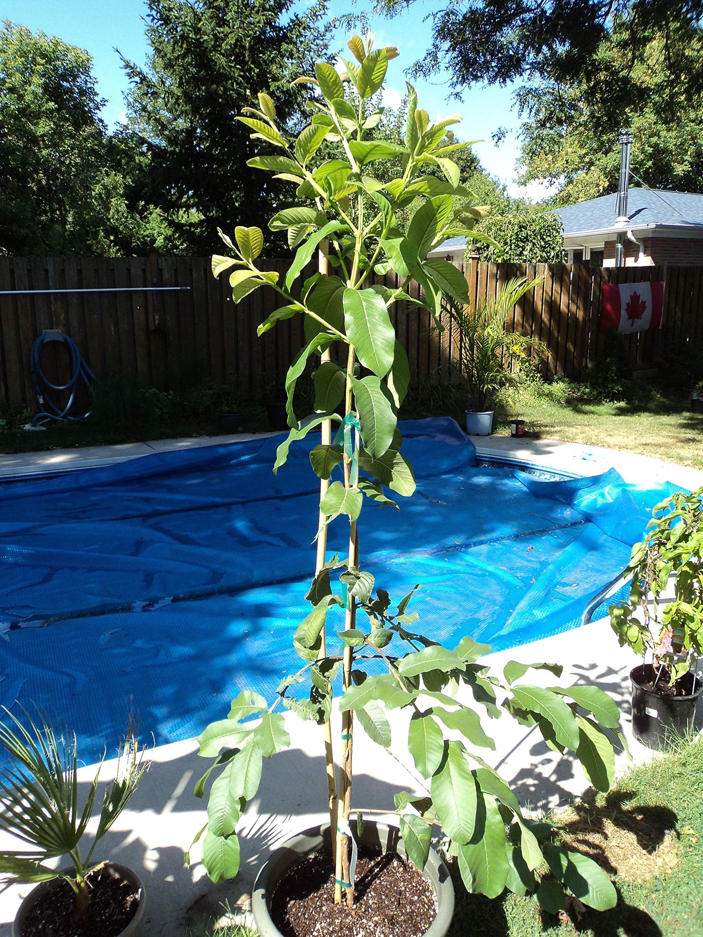 Ruby Supreme Guava Tree - Live Tree in a 3 Gallon Pot - Psidium Guajava 'Ruby Supreme' - Edible Fruit Bearing Tree for Gardens and Patios